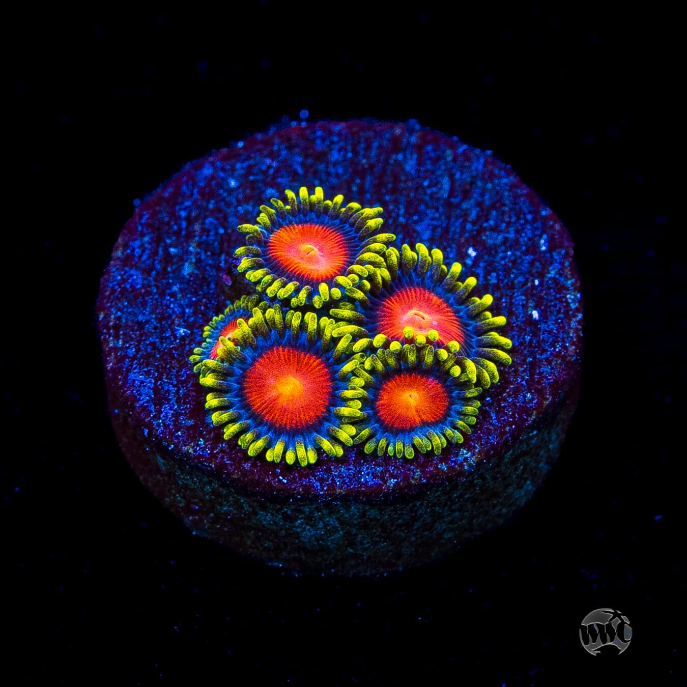 WWC Rising Sun Zoanthids