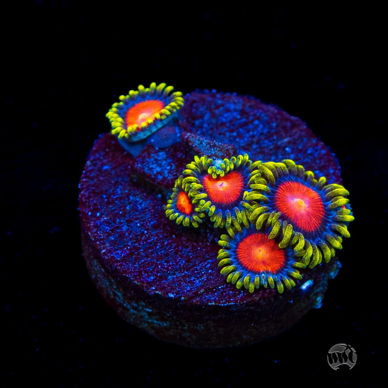 WWC Rising Sun Zoanthids