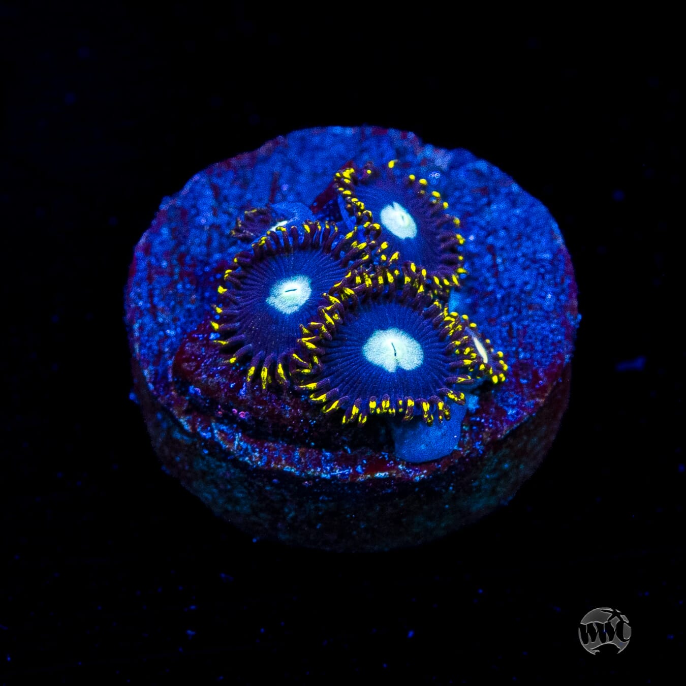 WWC Crown Royal Zoanthids
