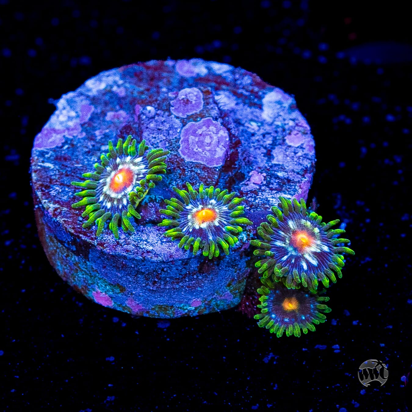 Jason Fox Stargazer Zoanthids