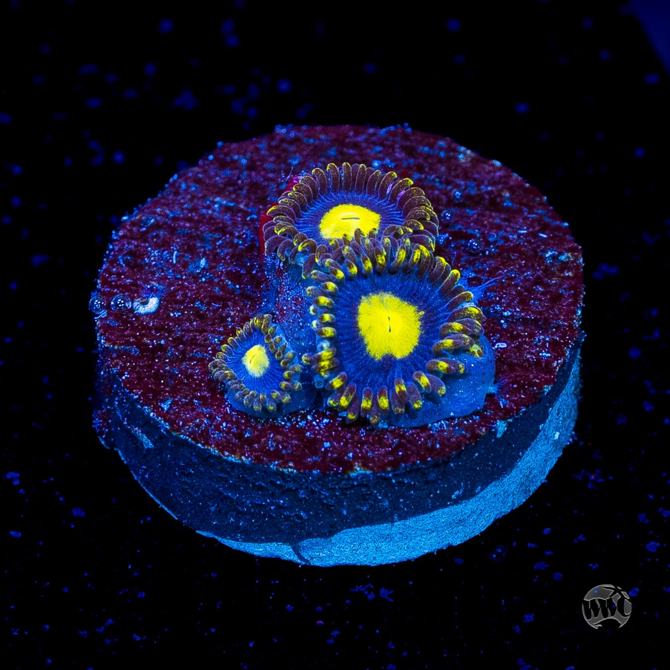 WWC Crazy Kimchi Zoanthids