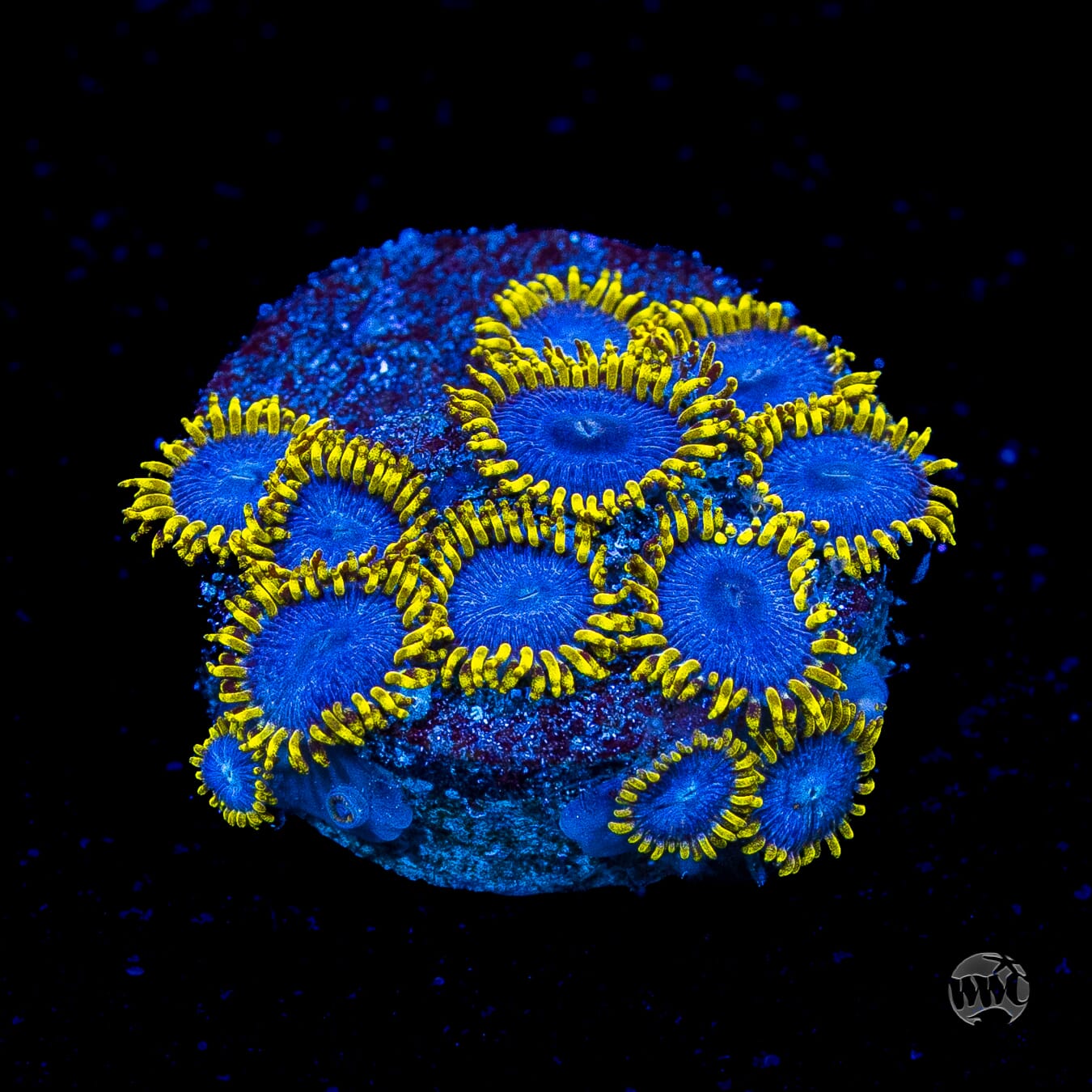 WWC Blue Angel Zoanthids