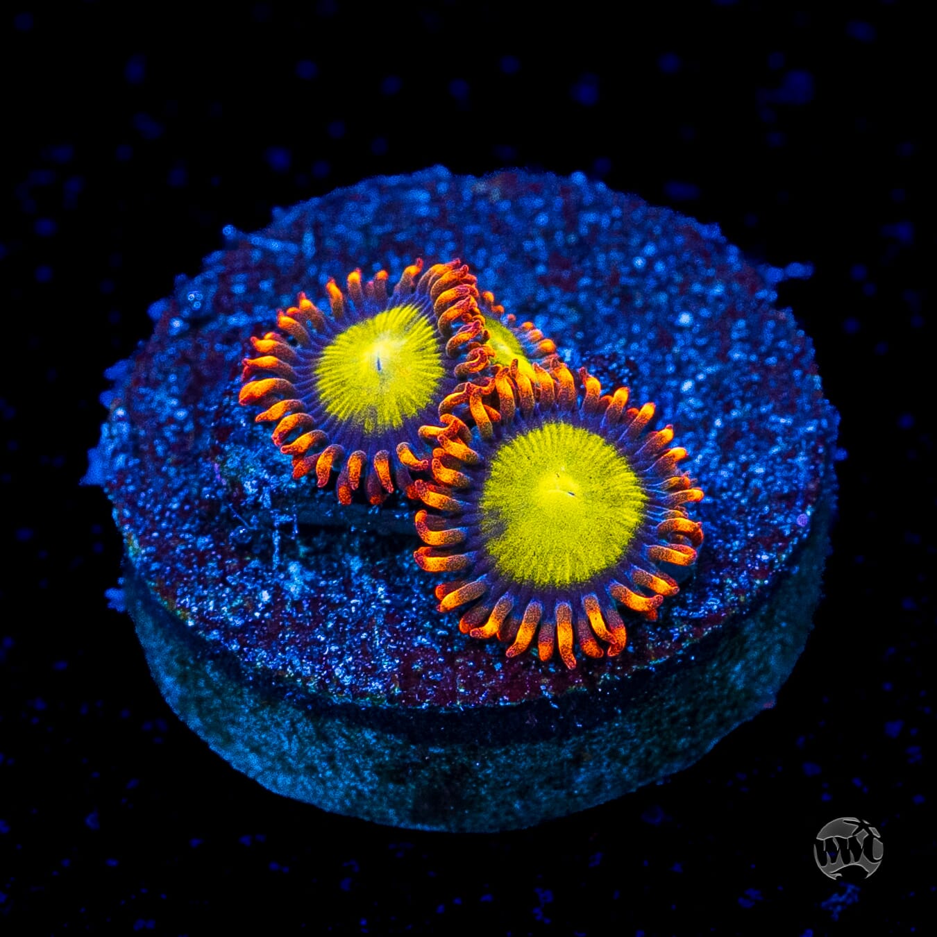 Mandarin Orange Zoanthids