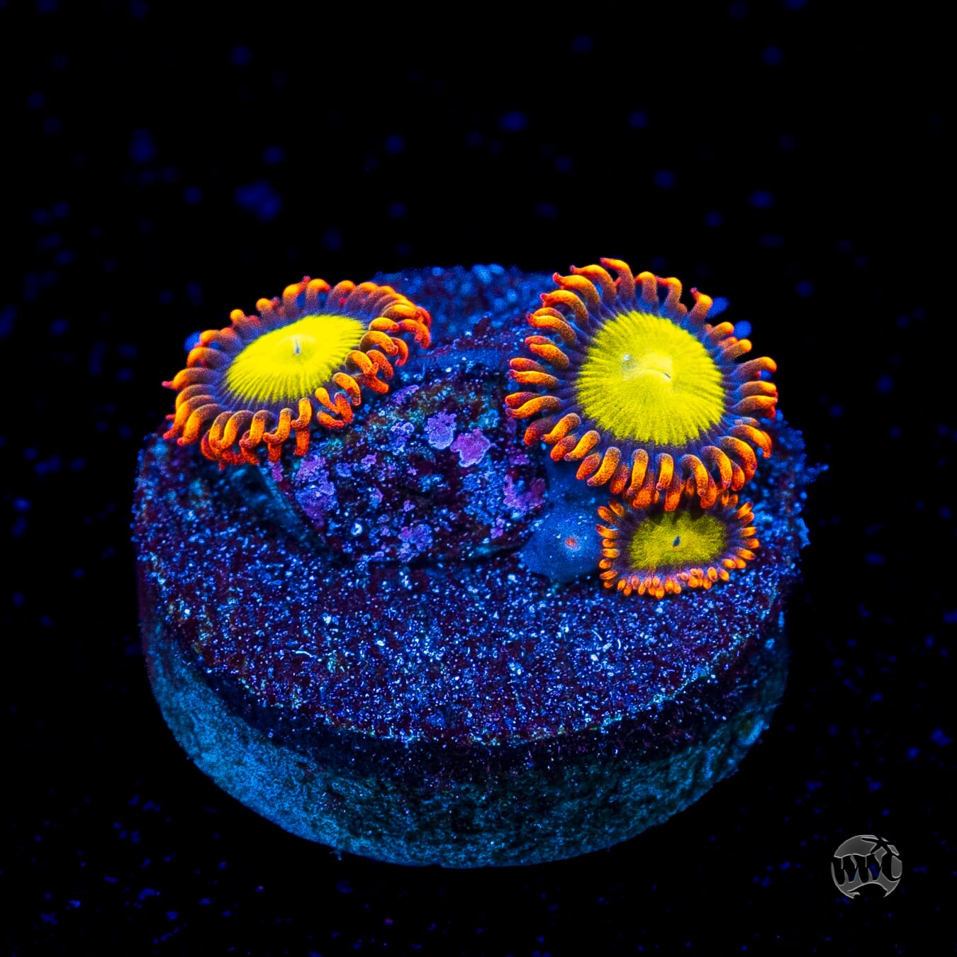 Mandarin Orange Zoanthids