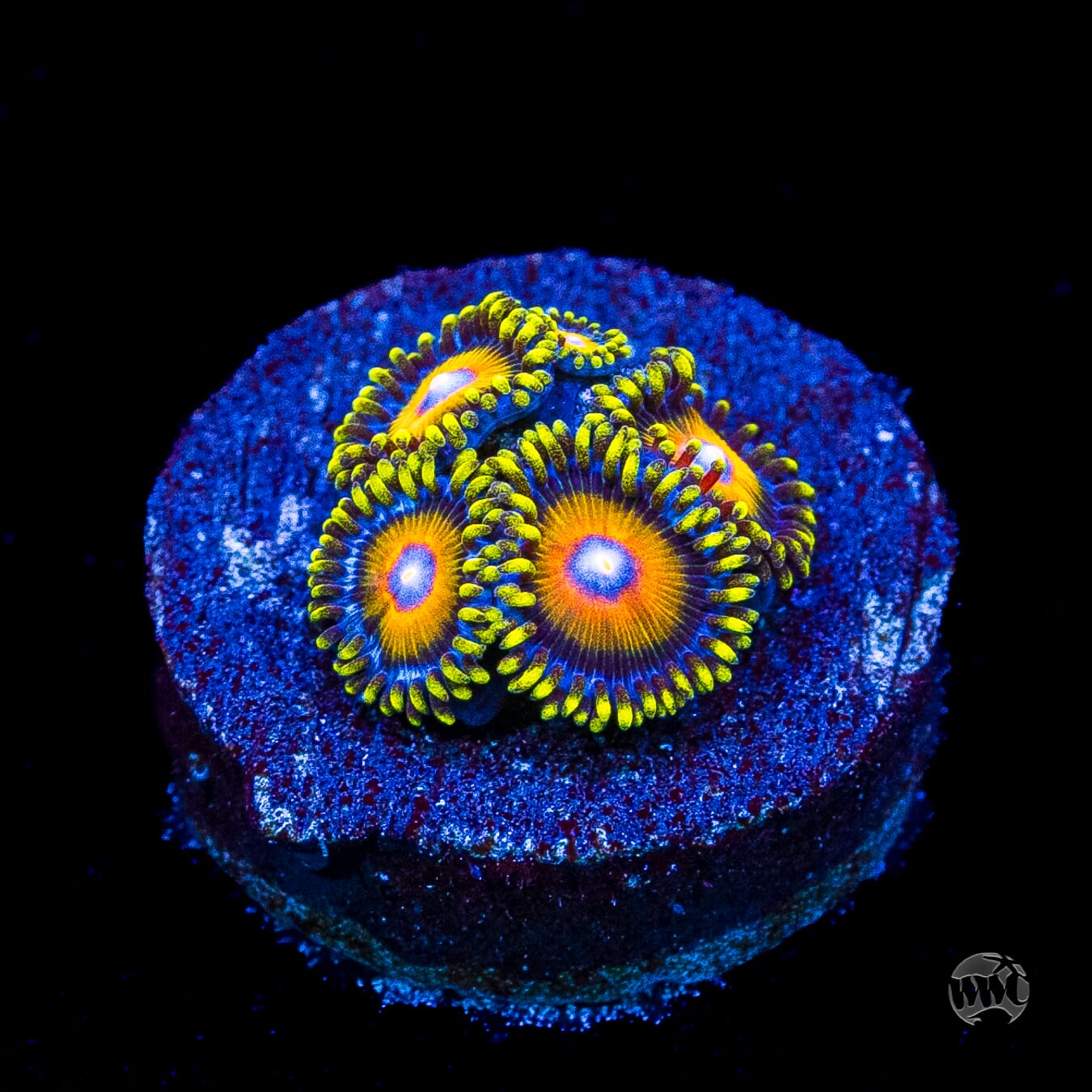 Super Saiyan Zoanthids