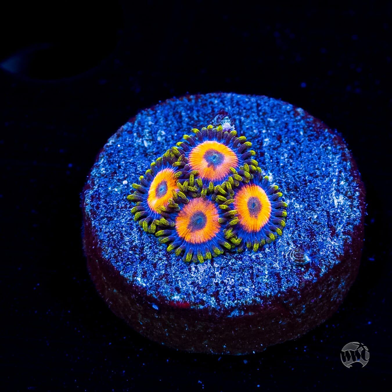 Jungle Juice Zoanthids