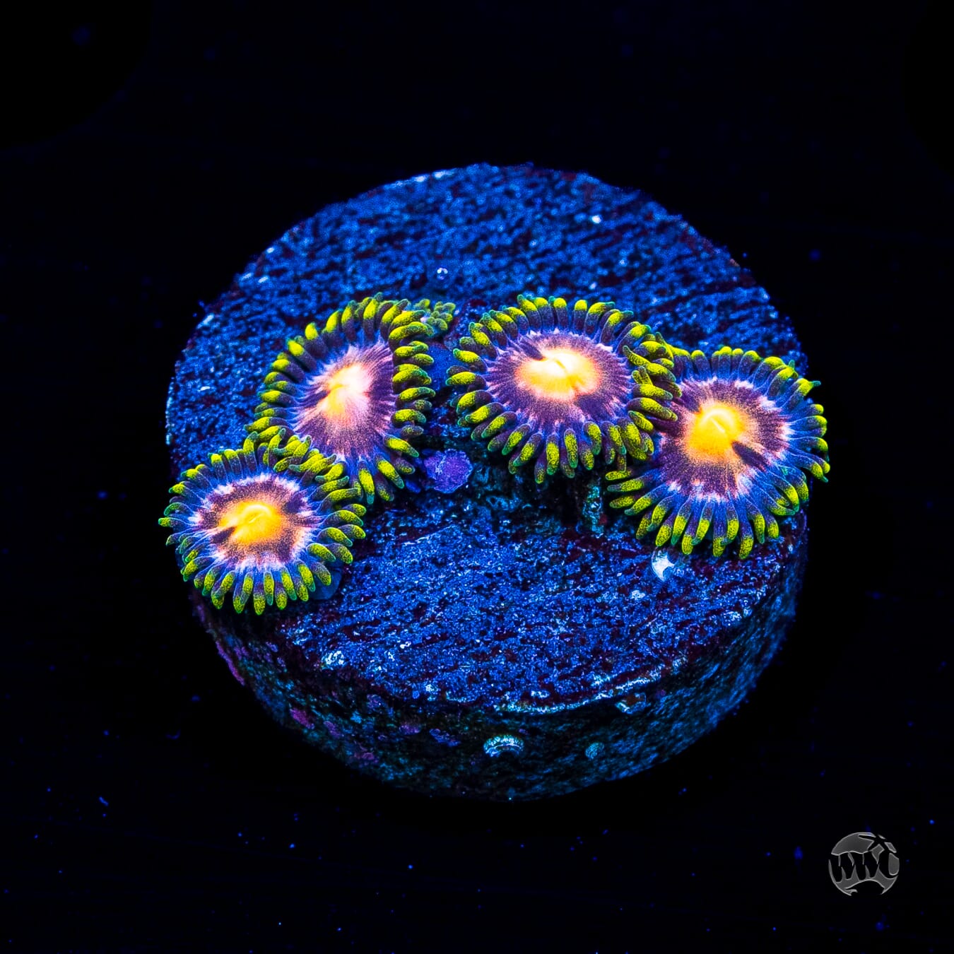 WWC Purple Pinwheel Zoanthids