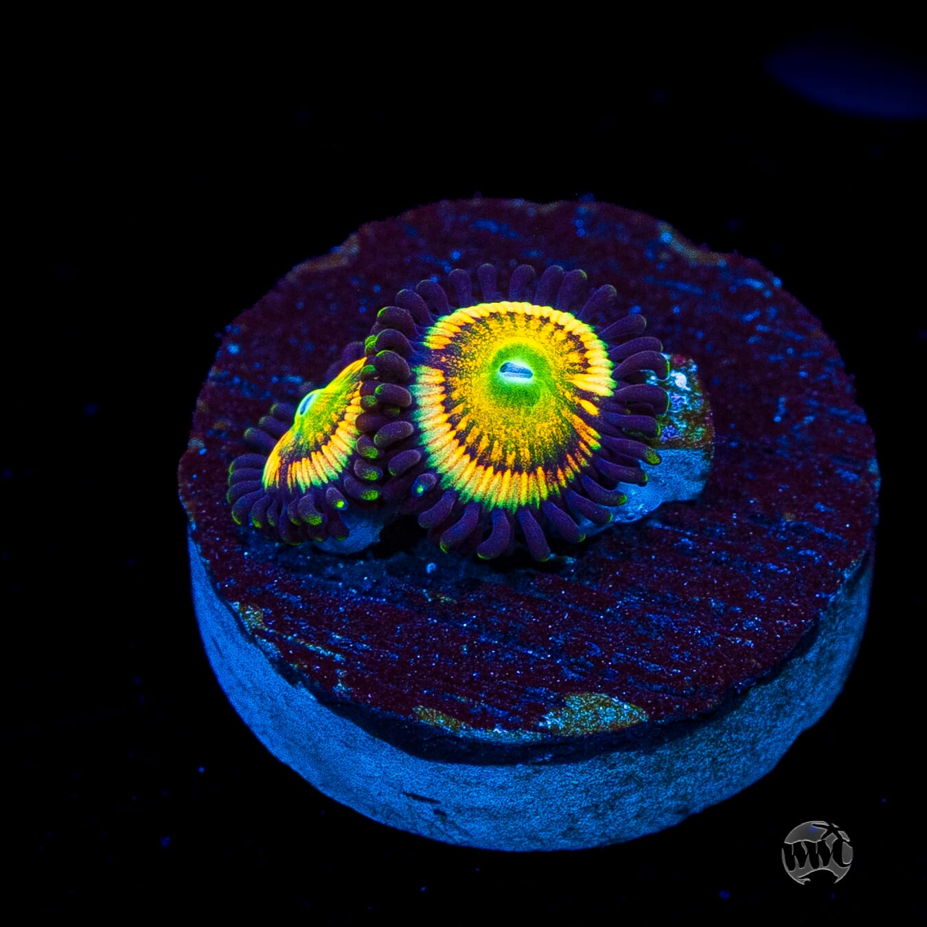 Citrus Cooler Zoanthids