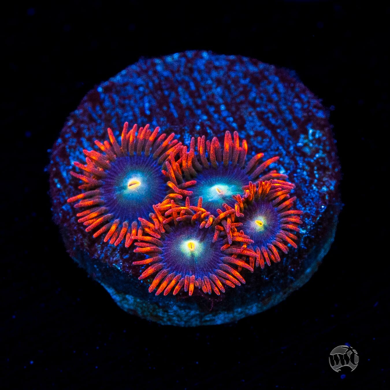 WWC Wildfire Zoanthids