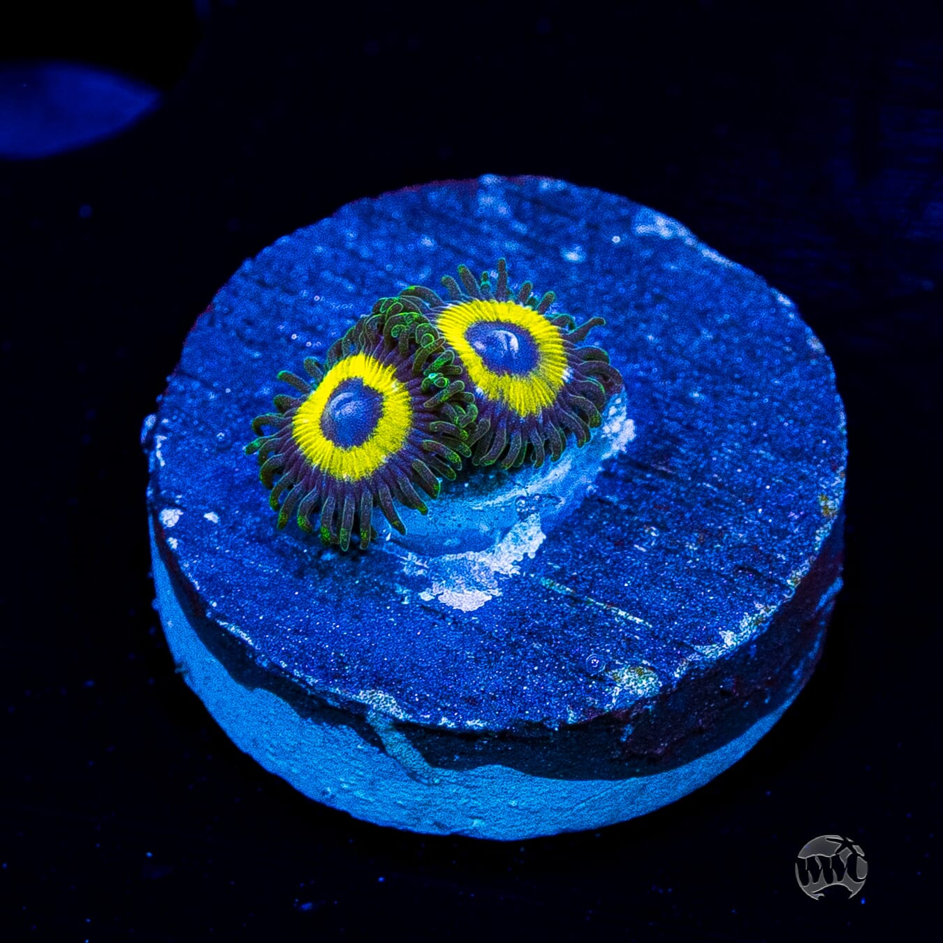 WWC Yellow Submarine Zoanthids