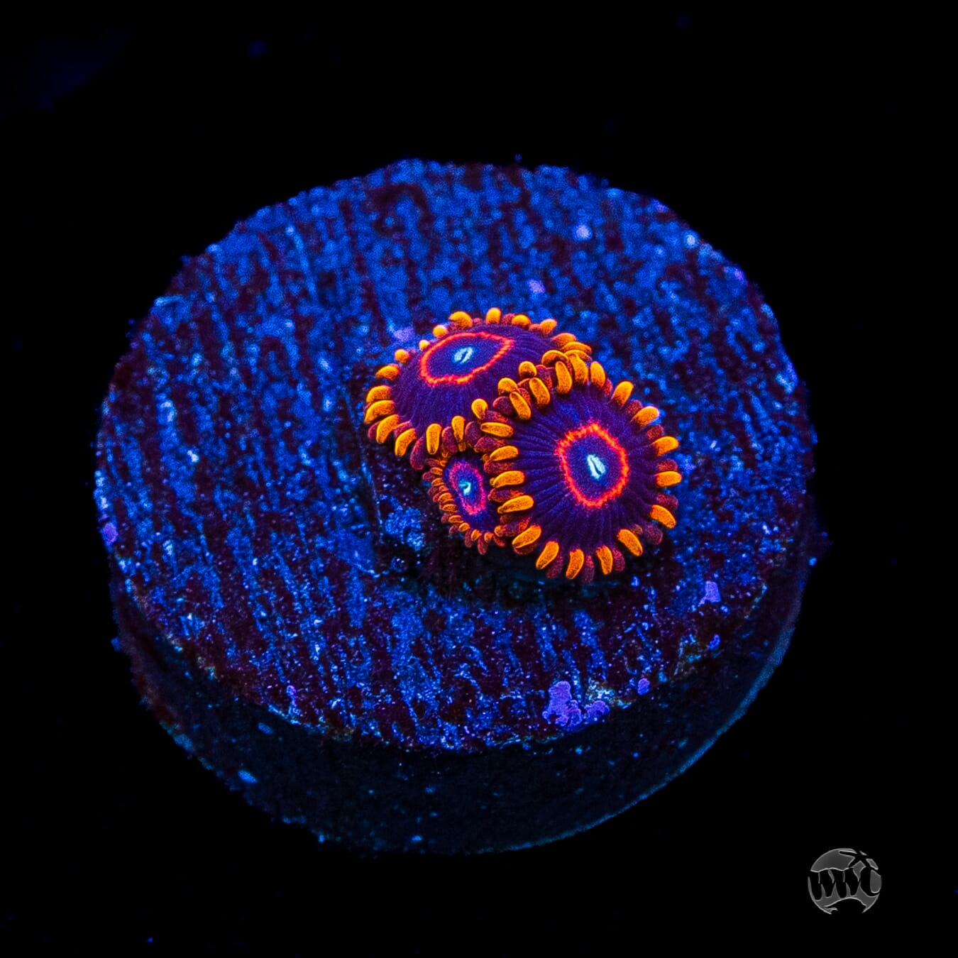 Red Hornet Zoanthids