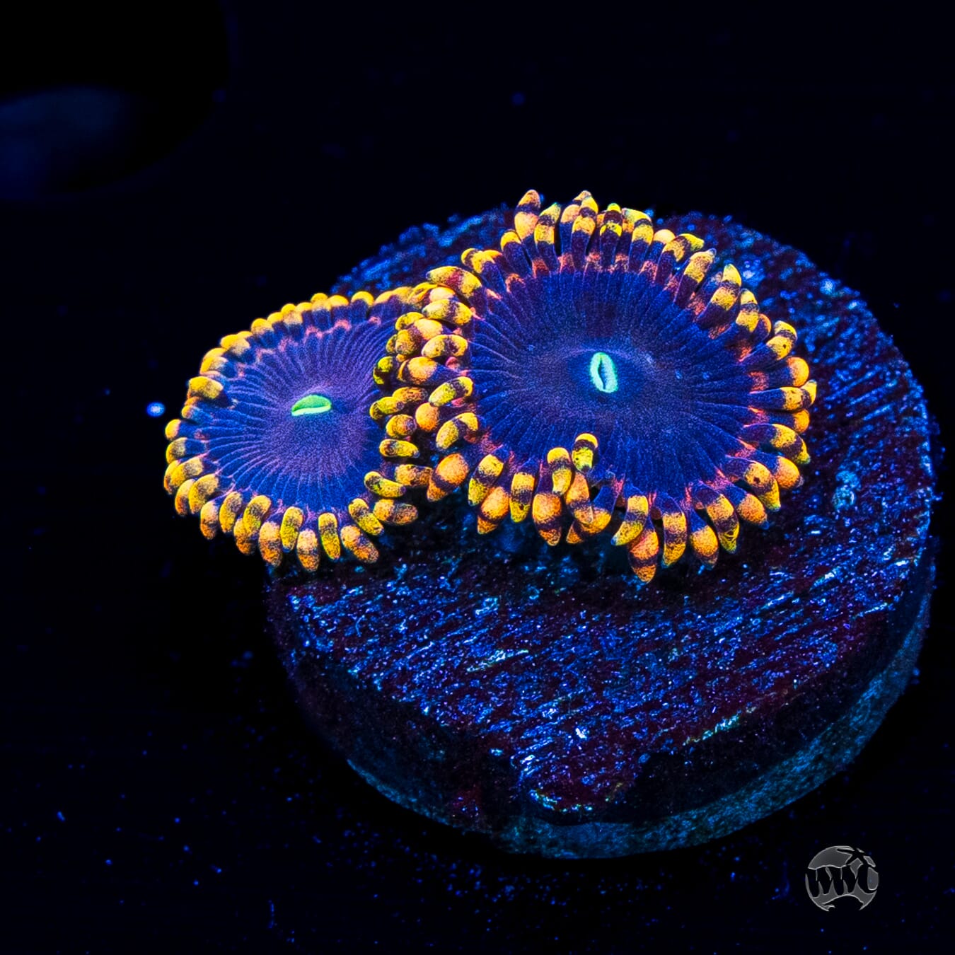 Anti Matter Zoanthids