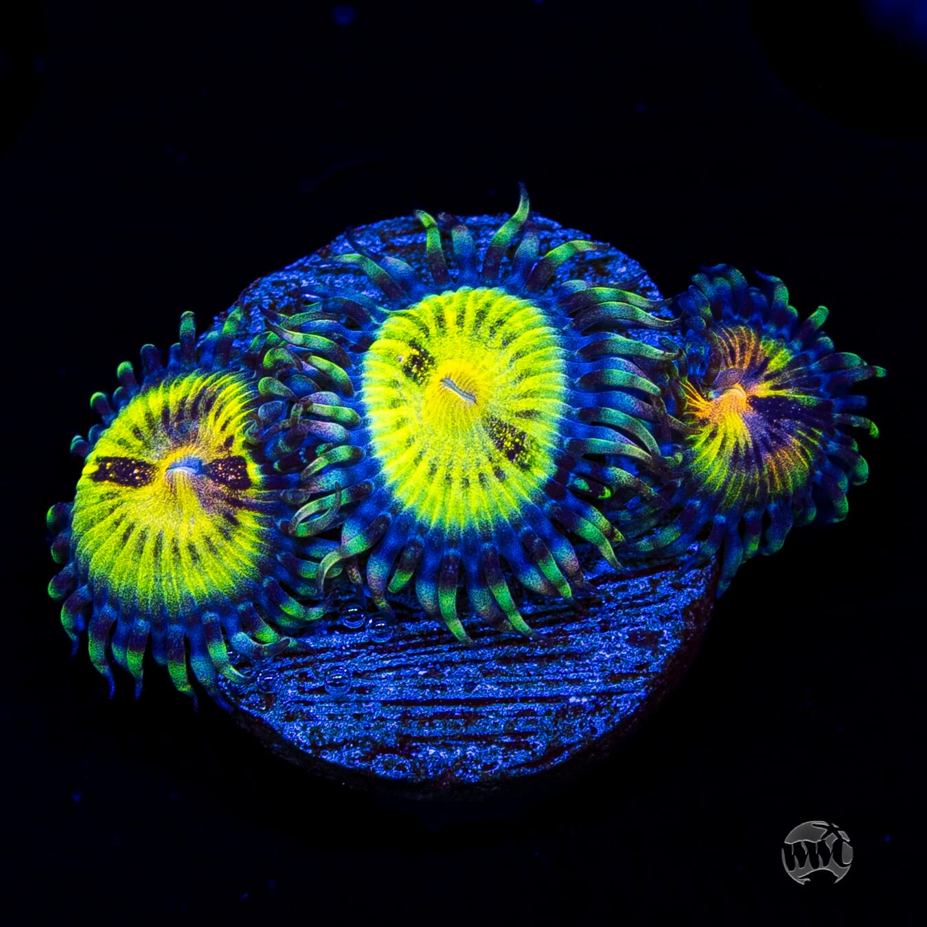 Jason Fox Butt Muncher Zoanthids