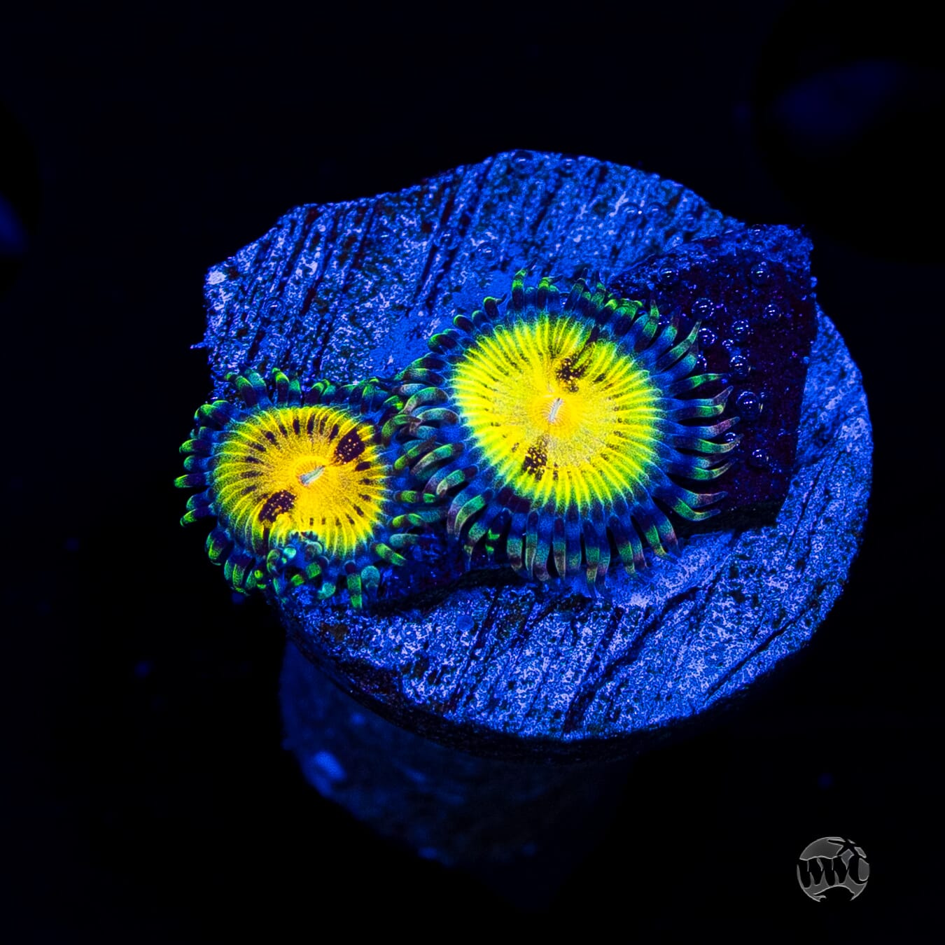 Jason Fox Butt Muncher Zoanthids