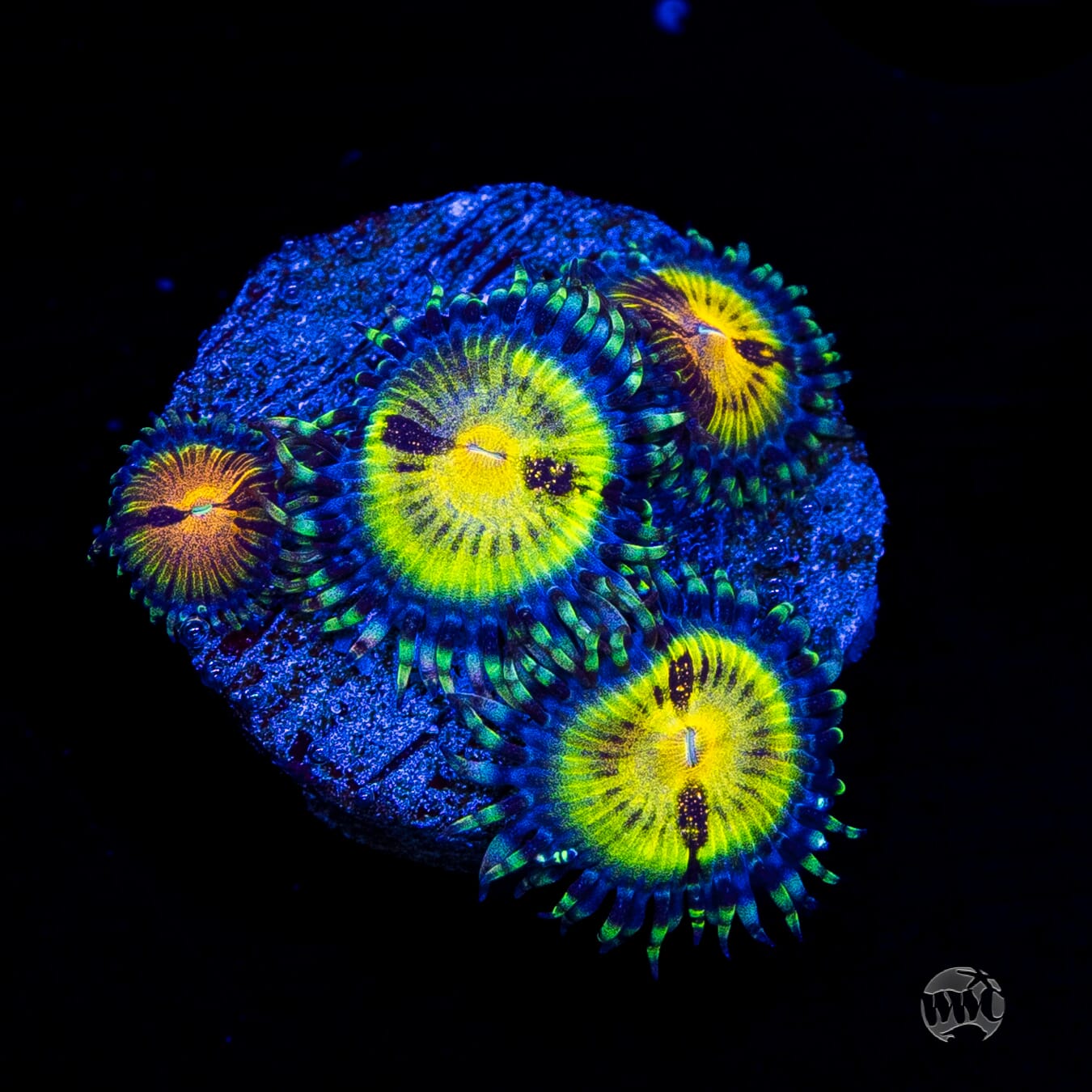 Jason Fox Butt Muncher Zoanthids