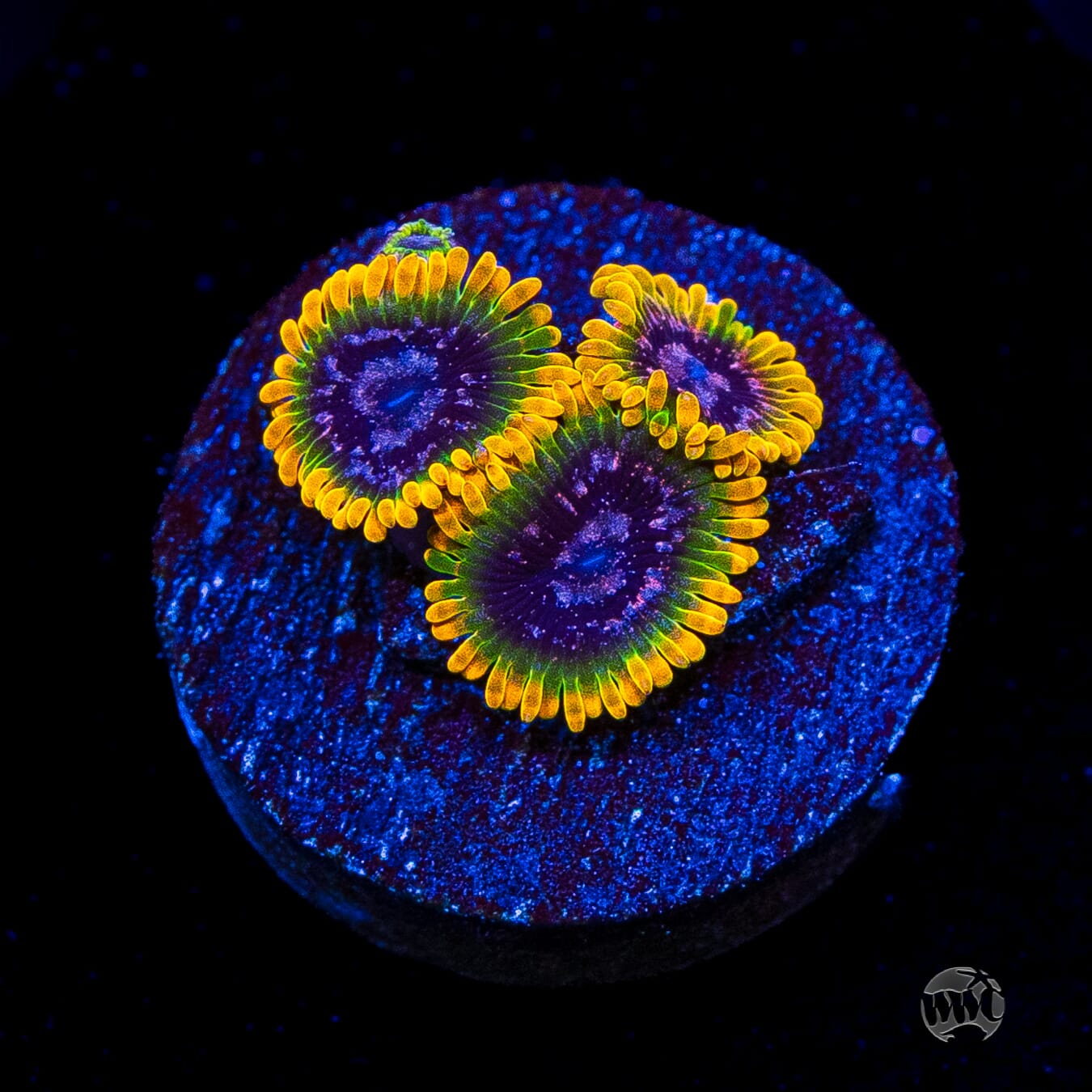Jason Fox Acid Reflux Zoanthids