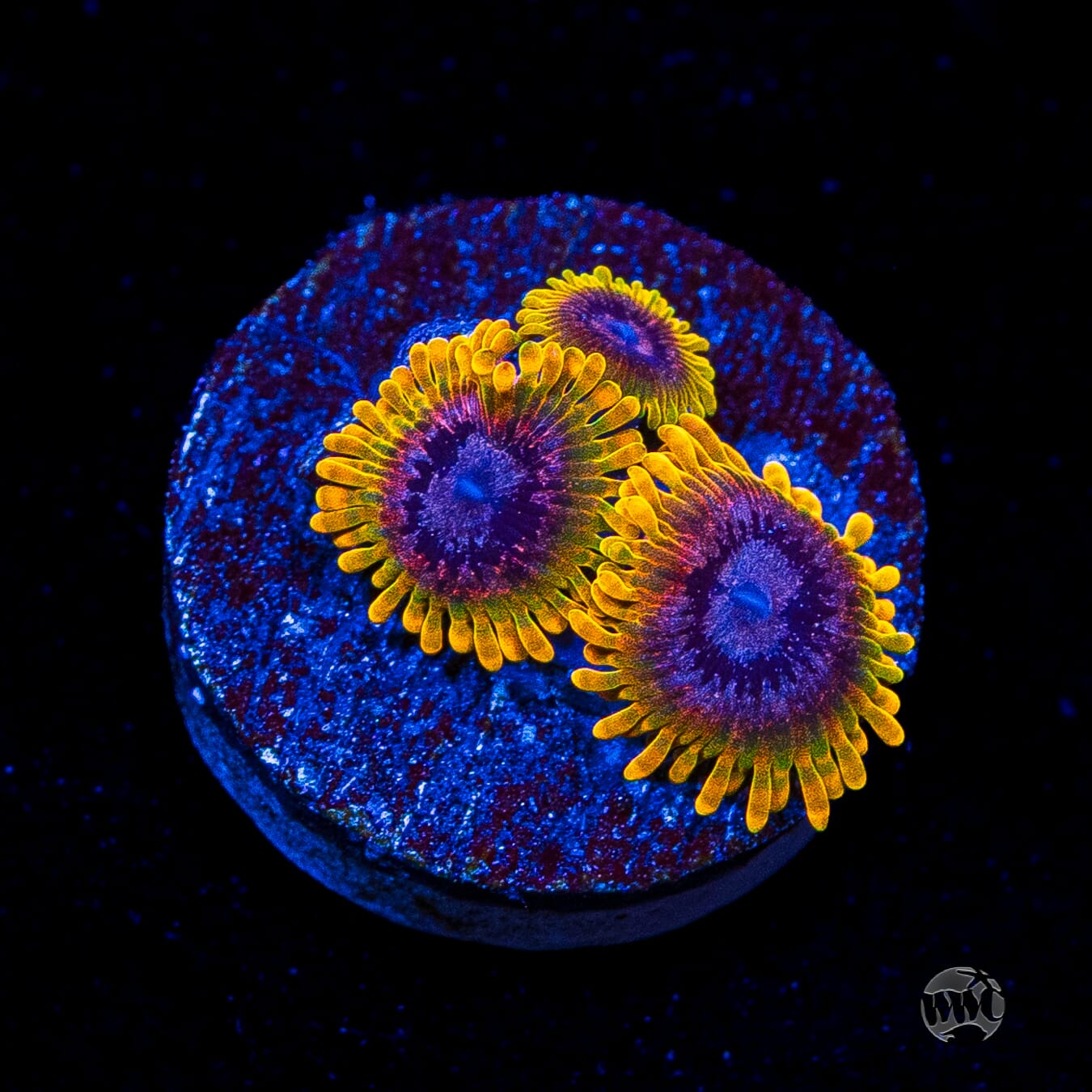 Jason Fox Acid Reflux Zoanthids