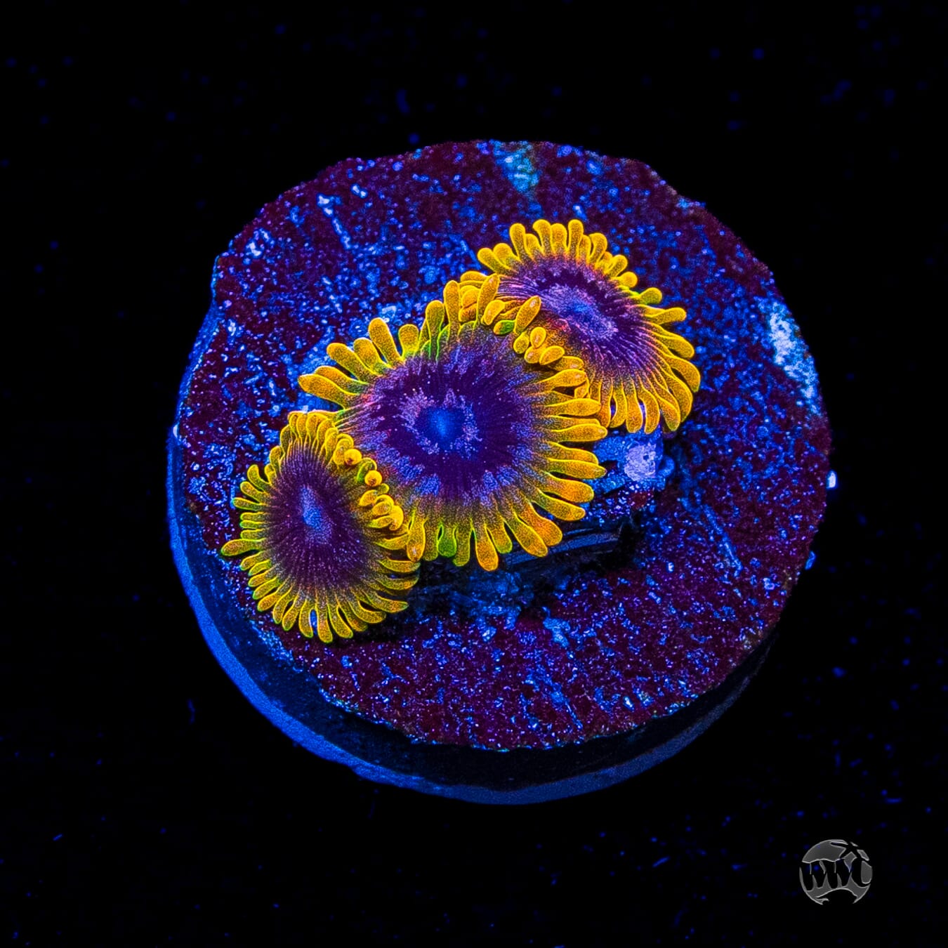 Jason Fox Acid Reflux Zoanthids