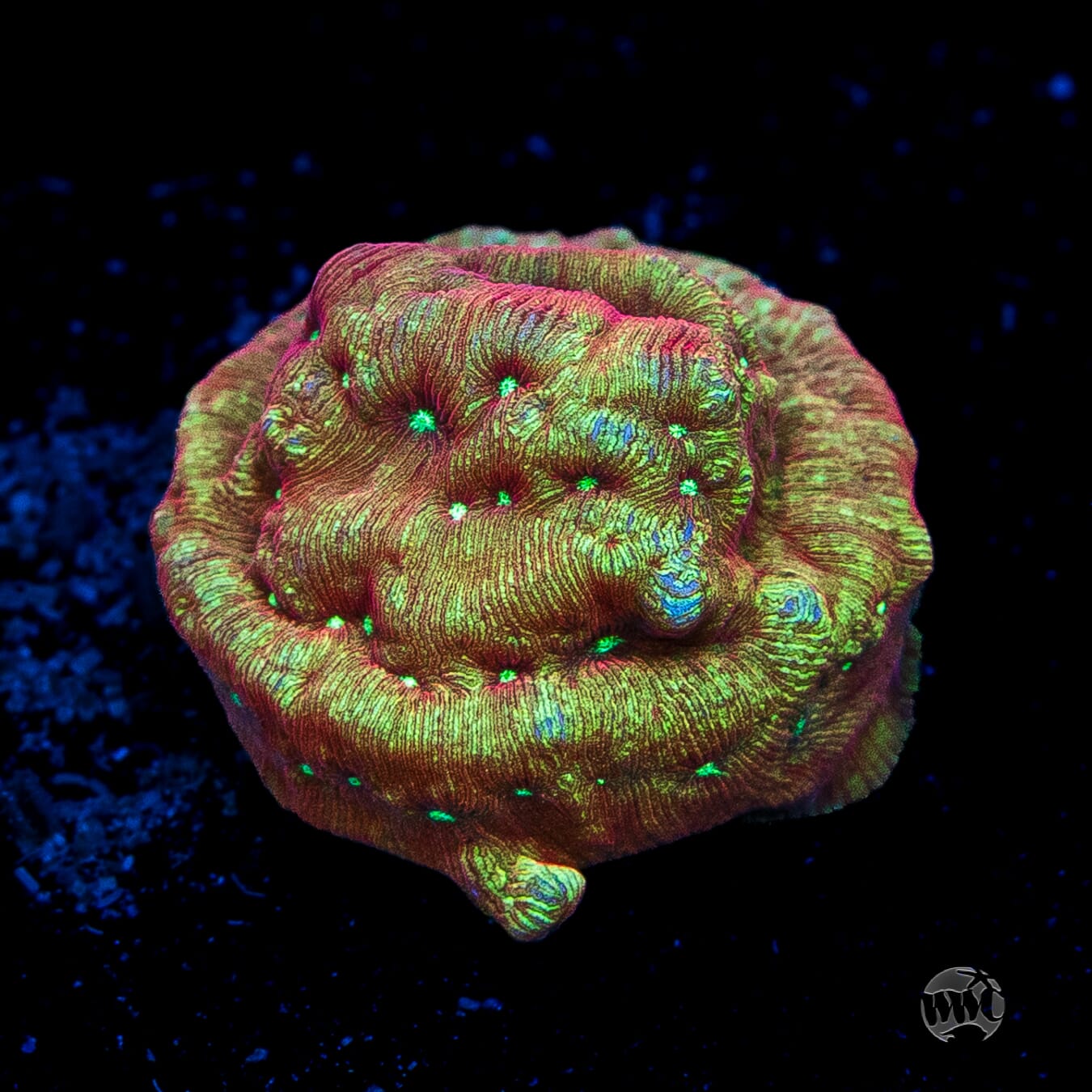 WWC Green Flash Leptoseris