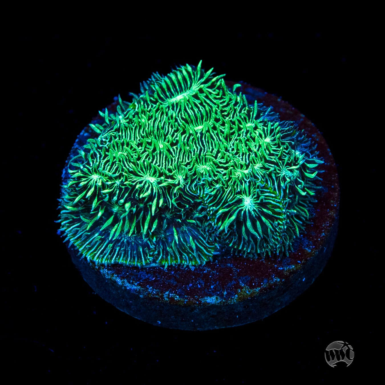  WWC Silverleaf Pavona