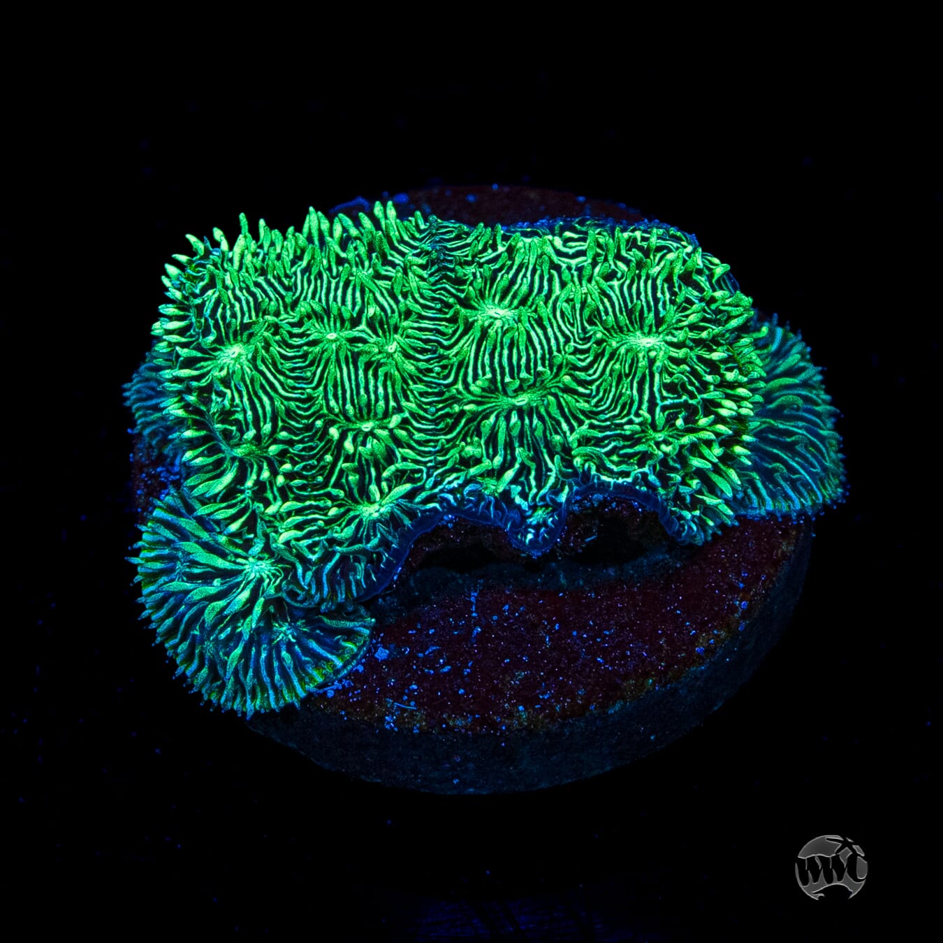  WWC Silverleaf Pavona