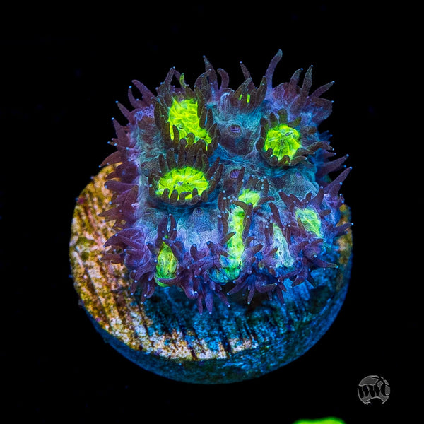 Jason Fox Blueberry Blast Hydnophora