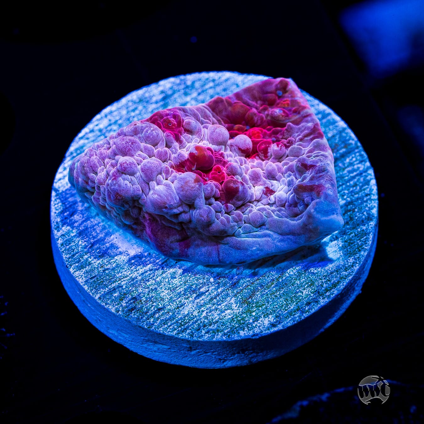 ※値下げ【レア盤】Jellyfish Fan Club Wilfully Obscure: 1st Night of Chanukah - Jellyfish - Fan Club box