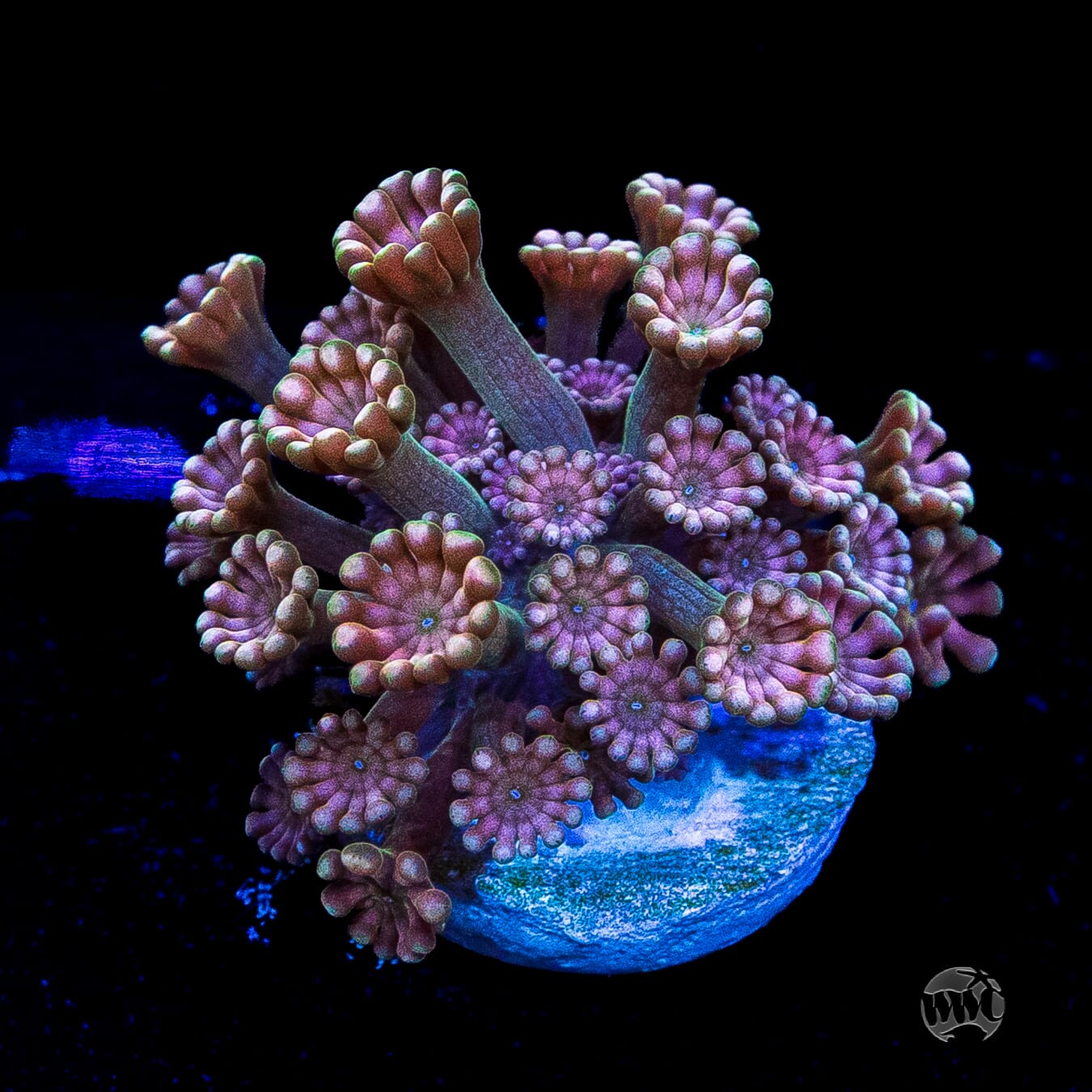 WWC Pinkerton Alveopora