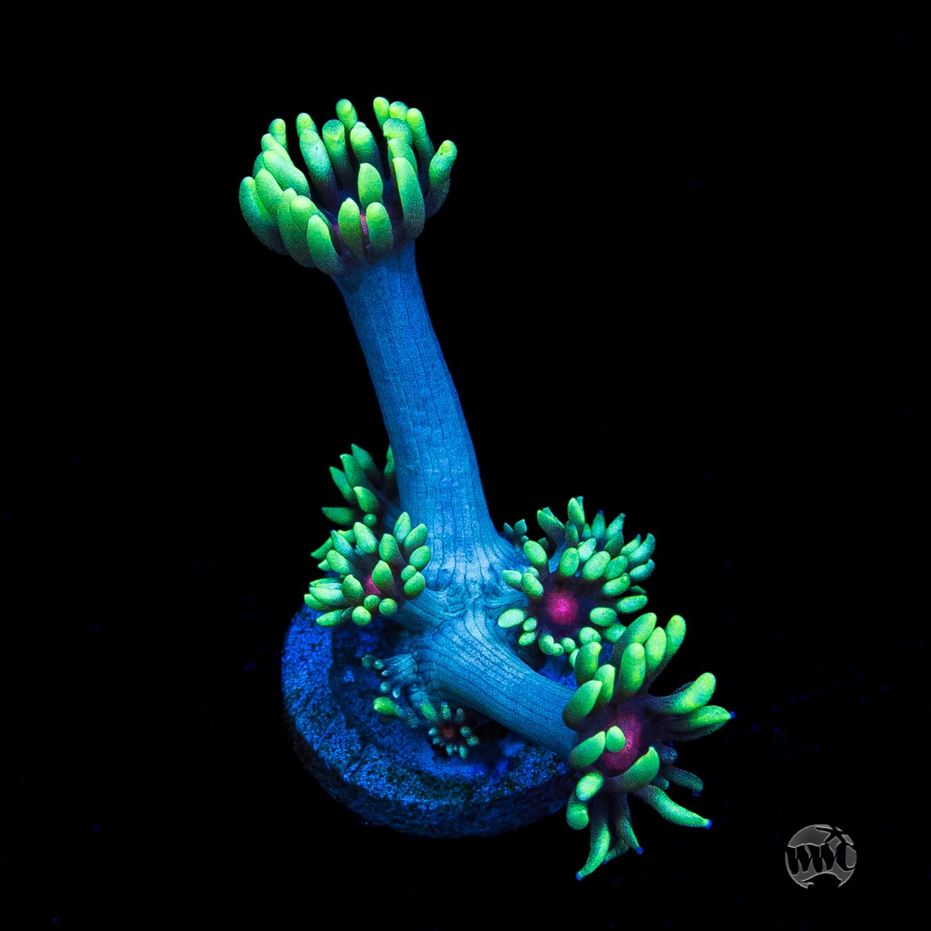 WWC Poison Nova Goniopora