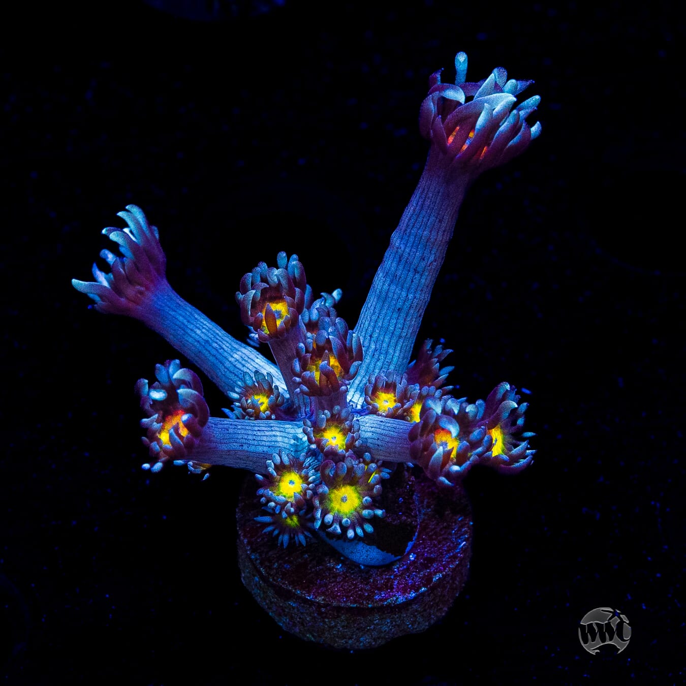 North Star Goniopora