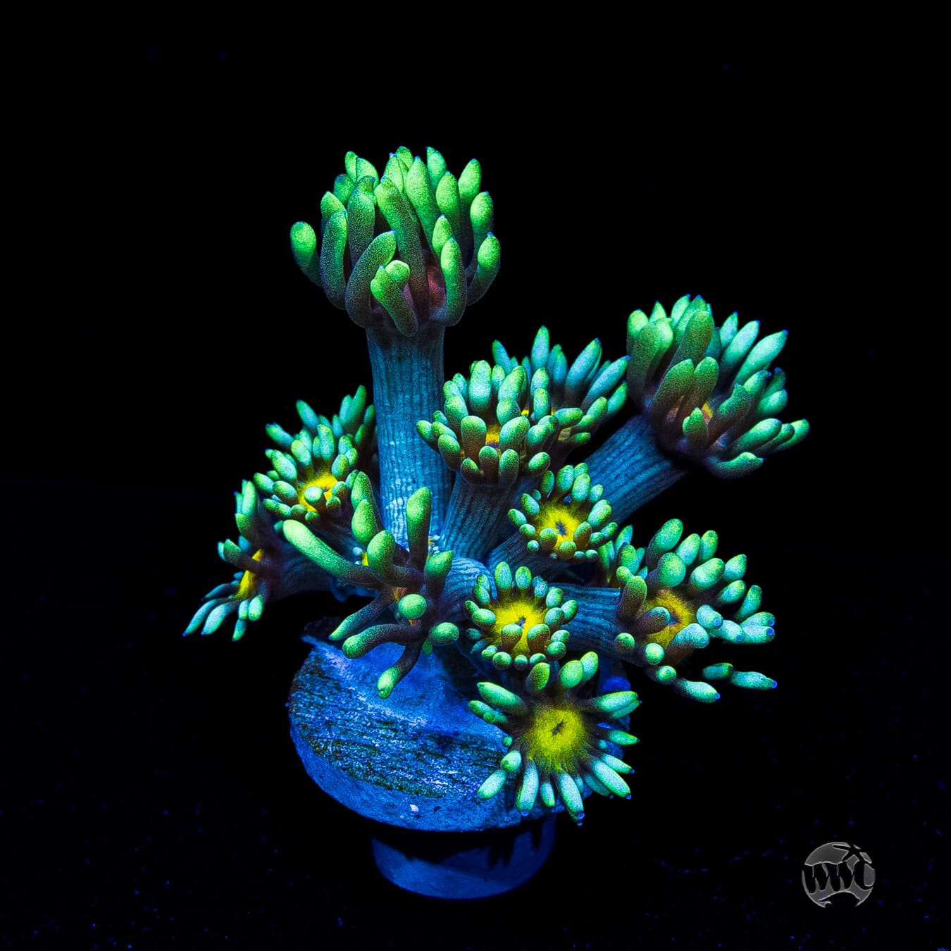 WWC Lemon Head Goniopora