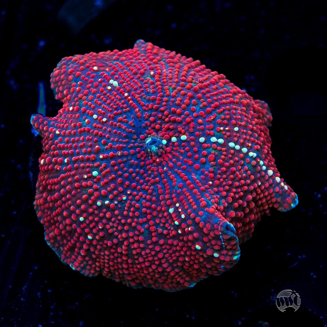 Red Interstellar Disco Mushroom