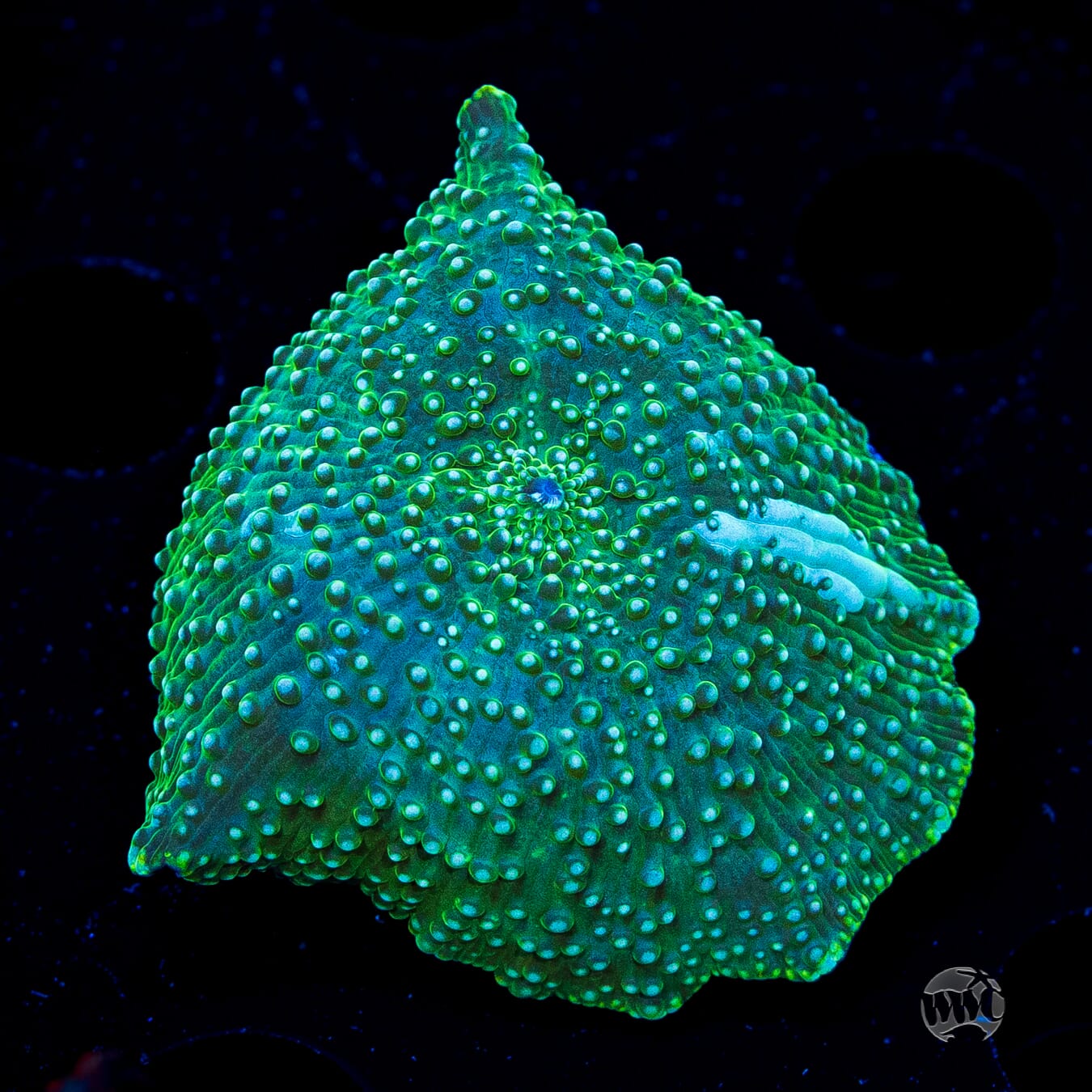 Interstellar Iguana Disco Mushroom