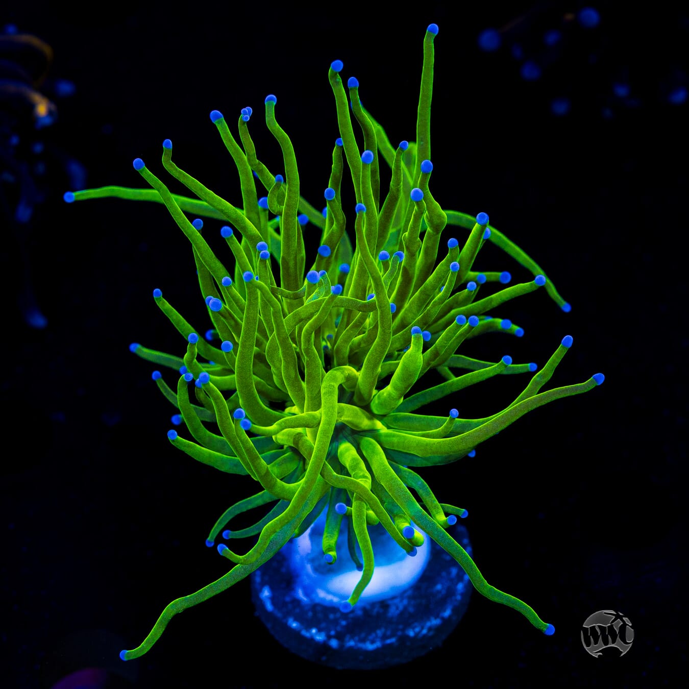Blue Tipped Torch