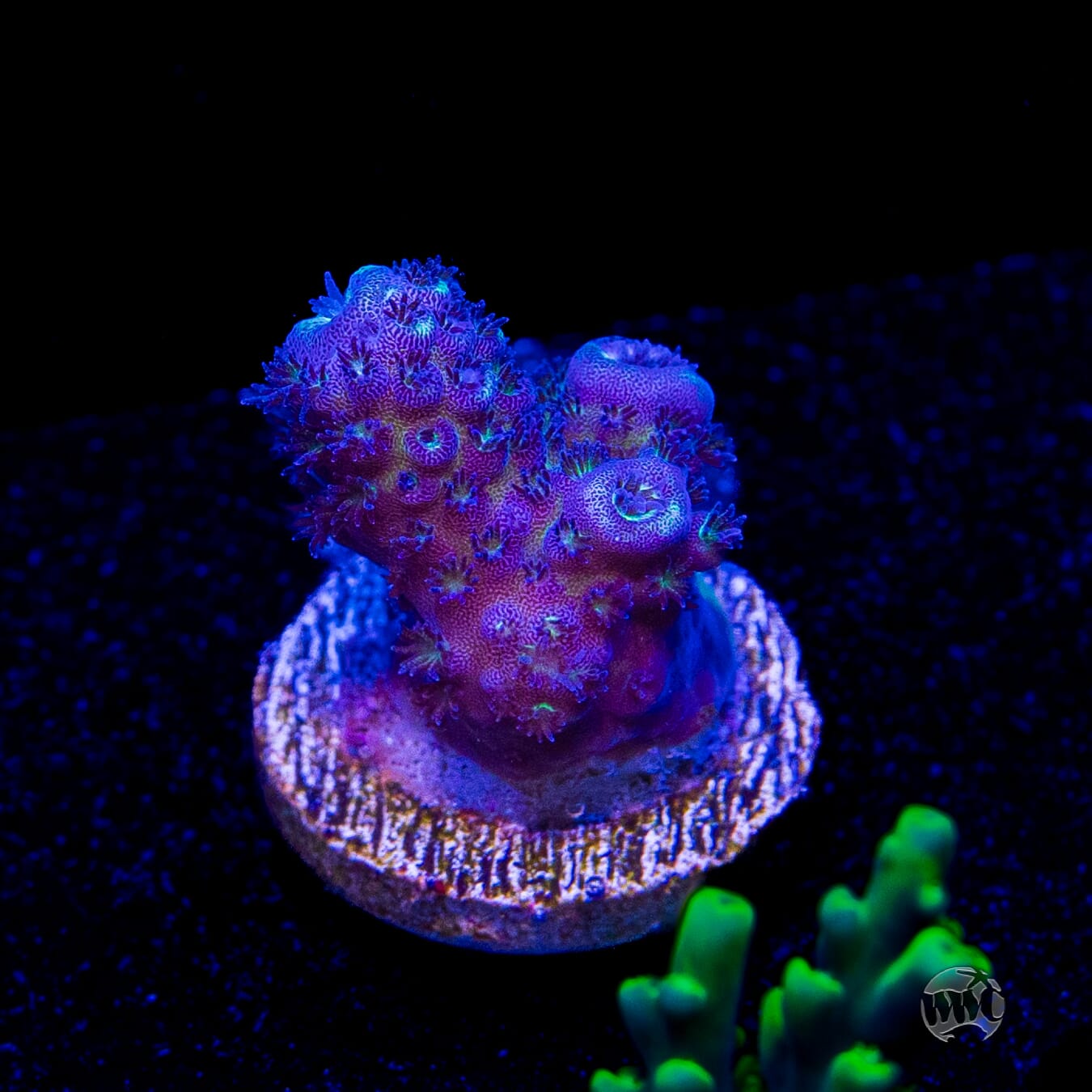 WWC Nuclear Grapes Acropora