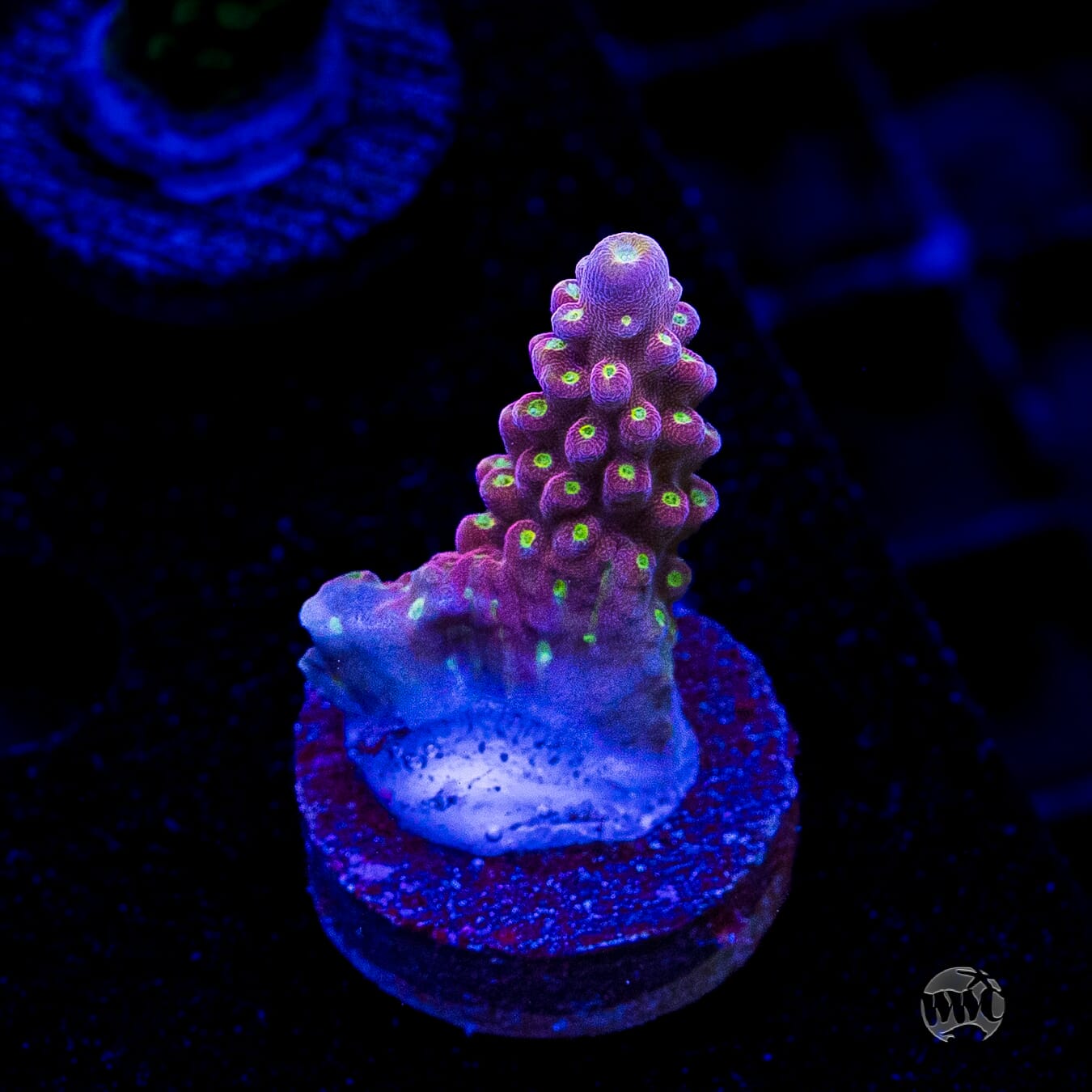 WWC Fruit Mix Acropora