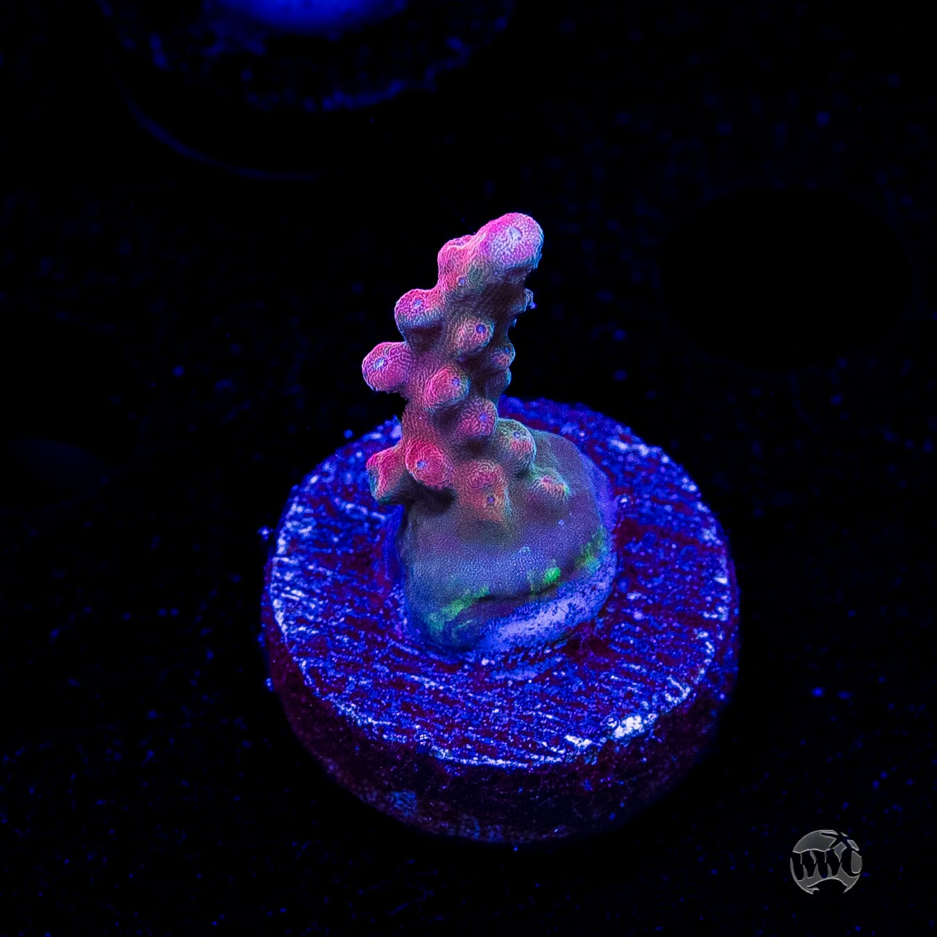 Jason Fox Shock Tart Acropora