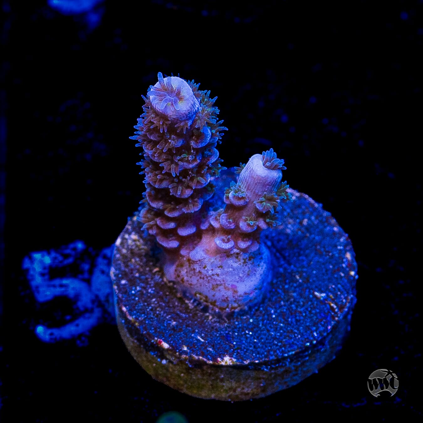 Jason Fox Papa Smurf Tenuis Acropora