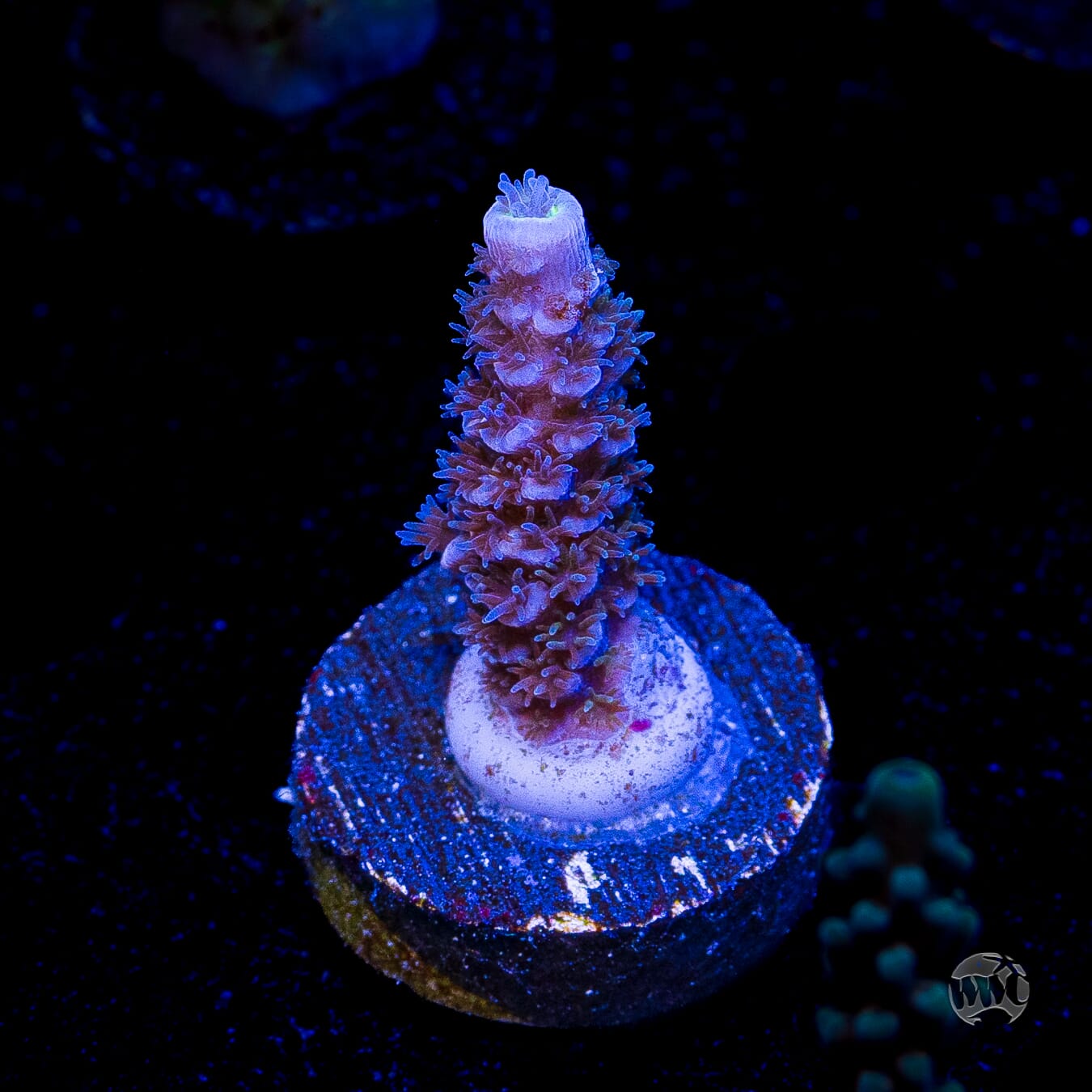Jason Fox Papa Smurf Tenuis Acropora