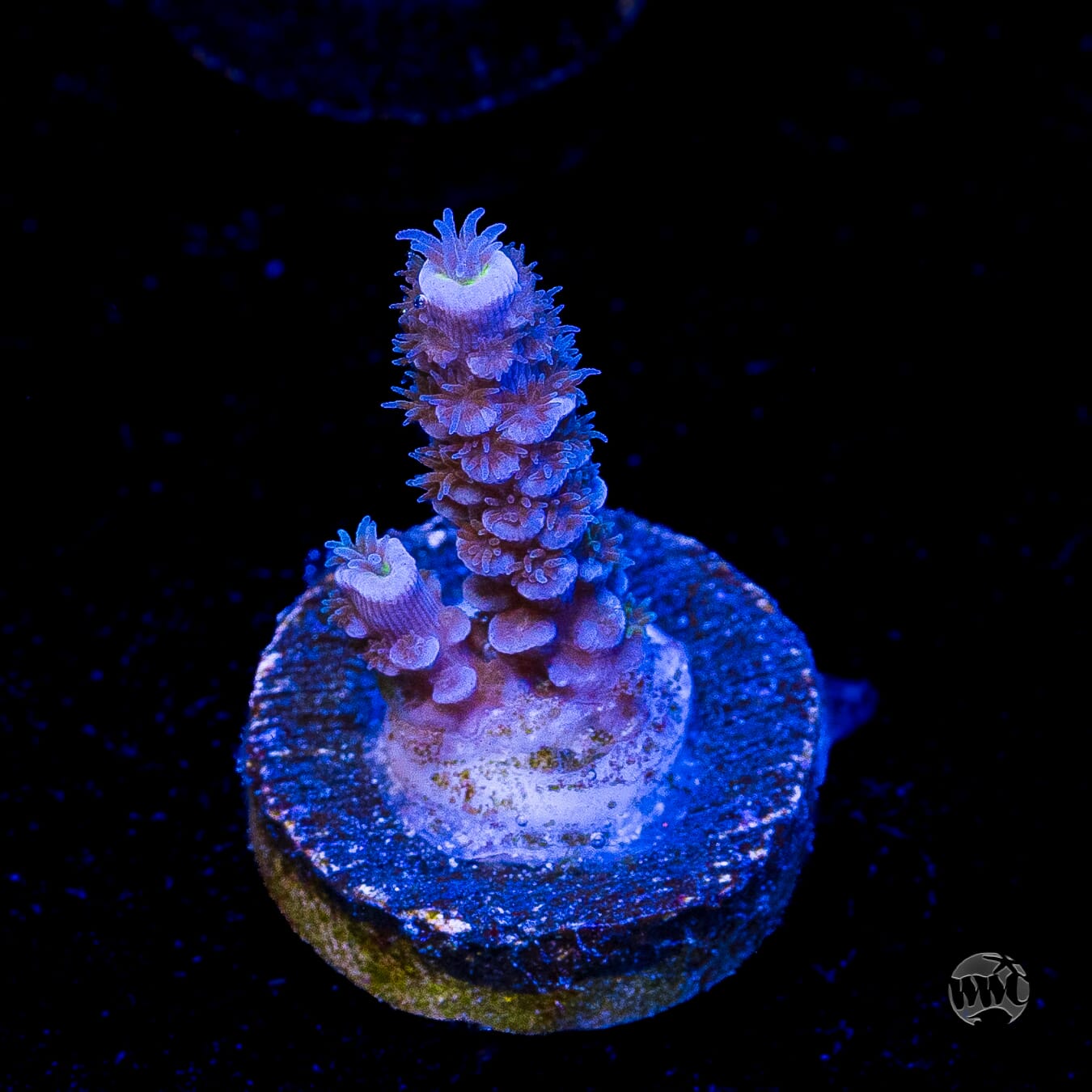 Jason Fox Papa Smurf Tenuis Acropora