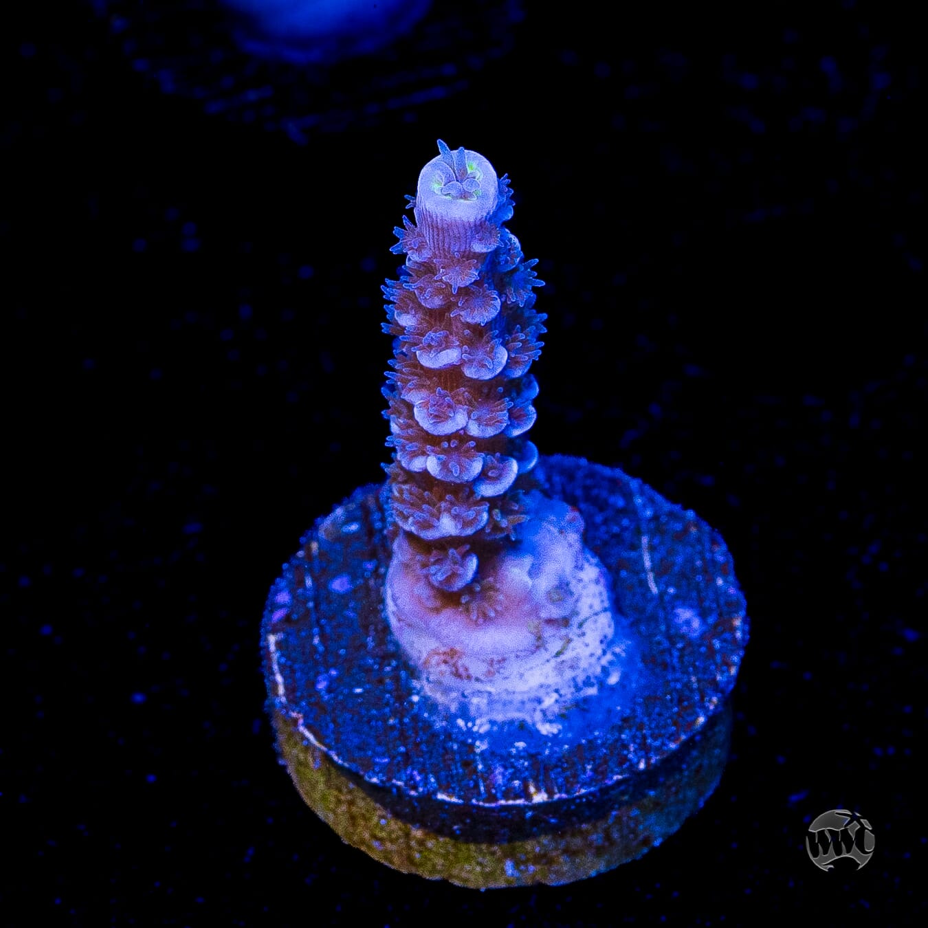 Jason Fox Papa Smurf Tenuis Acropora