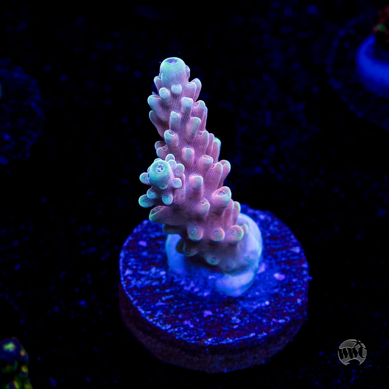 WWC Inner Planet Acropora