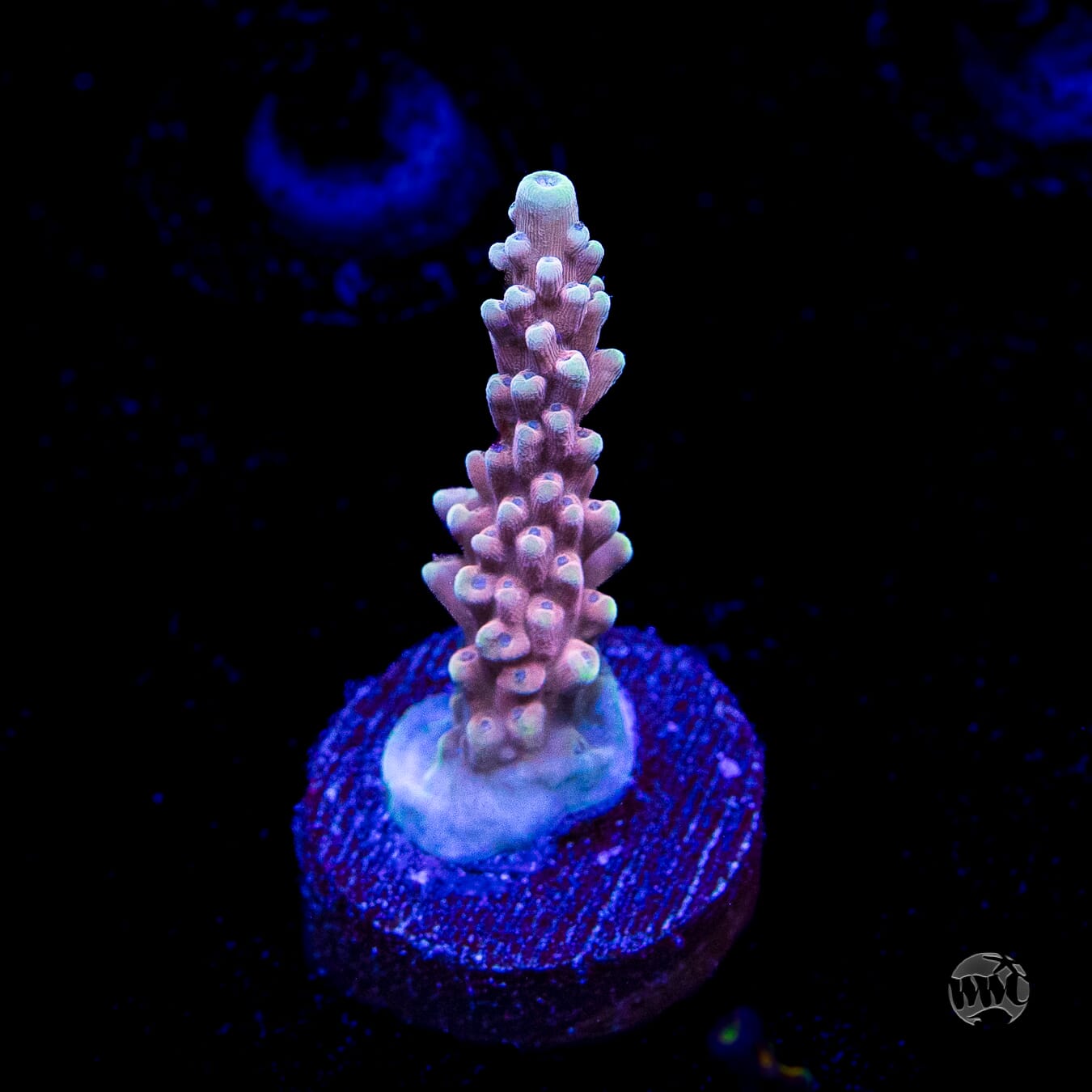 WWC Inner Planet Acropora