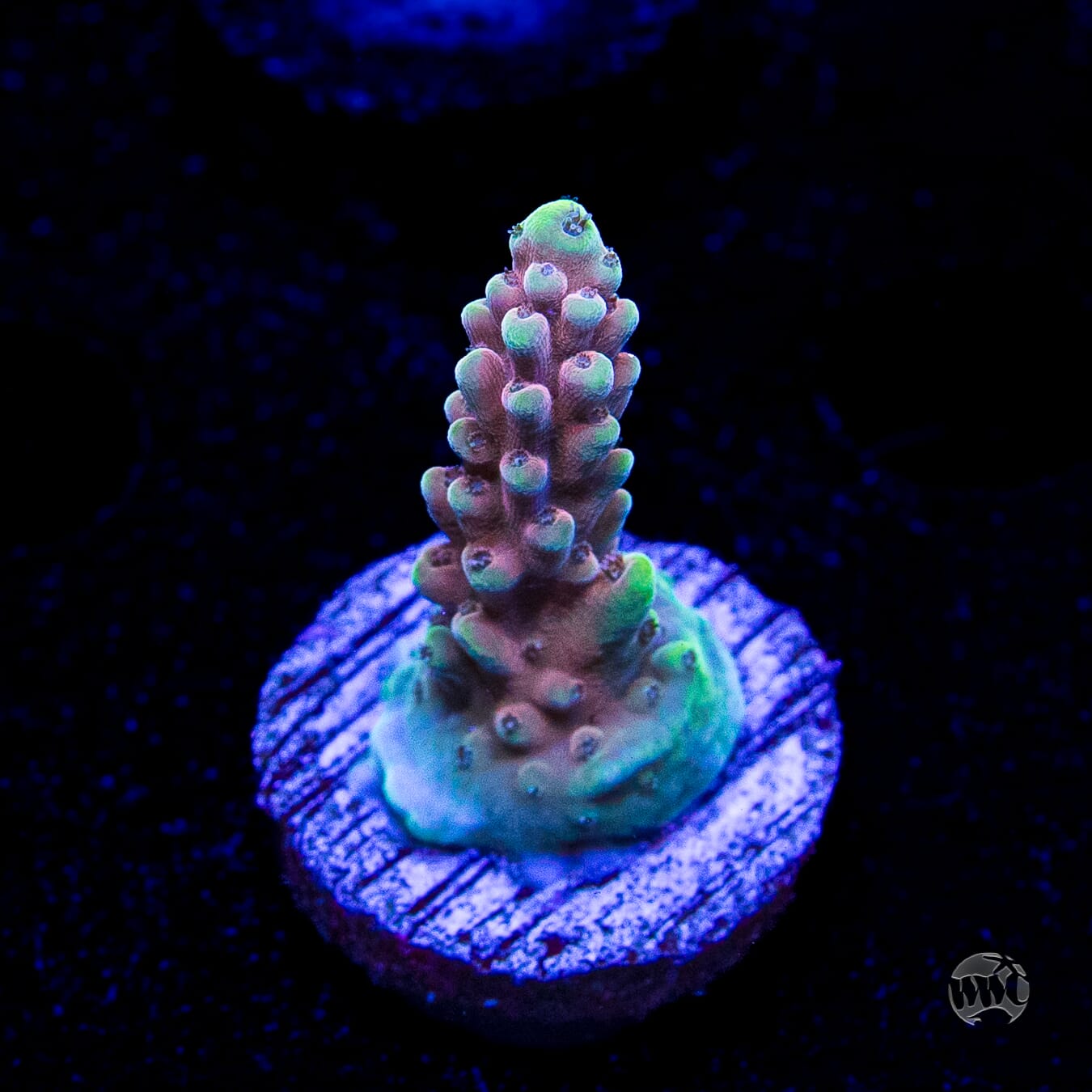 WWC Inner Planet Acropora