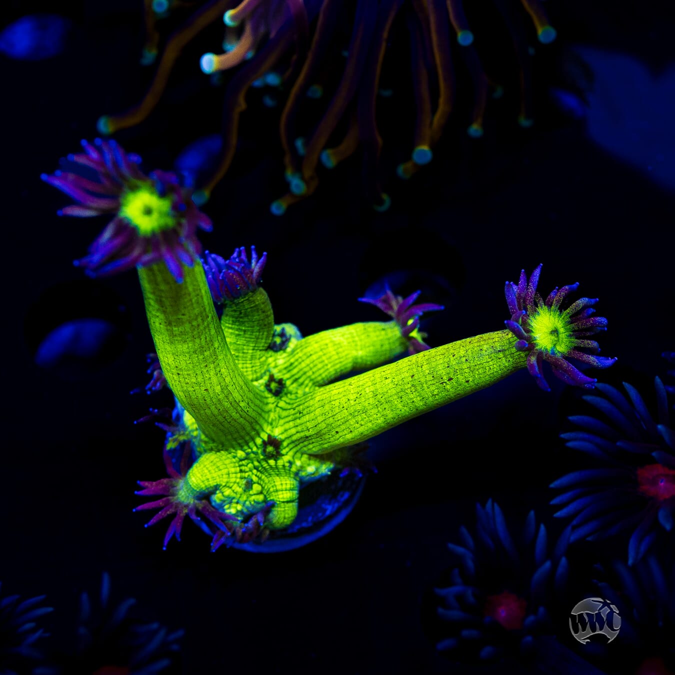 WWC Shadow Flame Goniopora