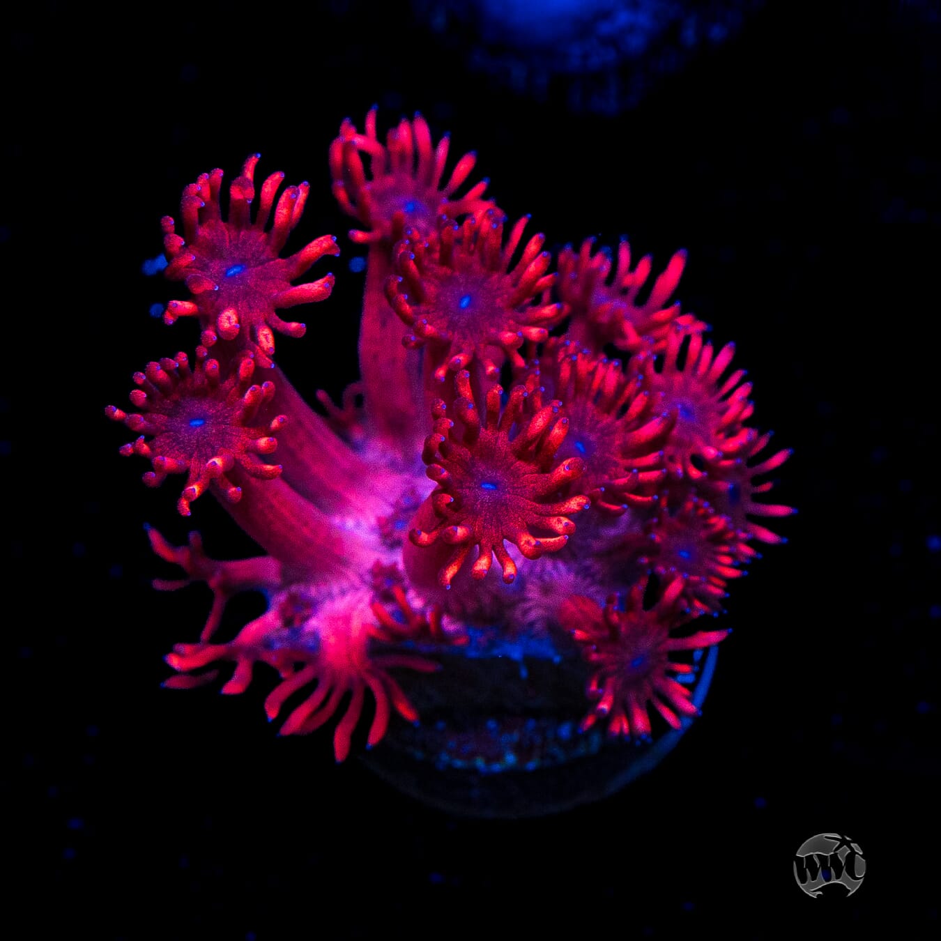 Ruby Red Goniopora