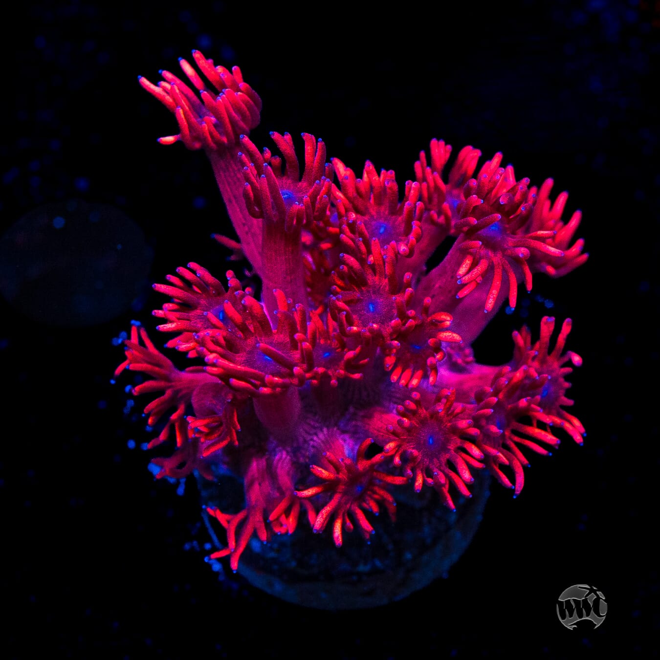 Ruby Red Goniopora