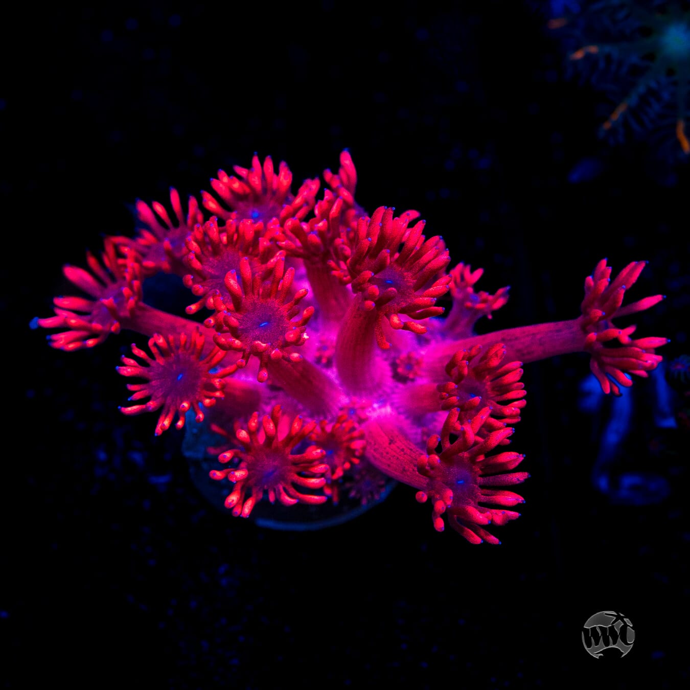 Ruby Red Goniopora