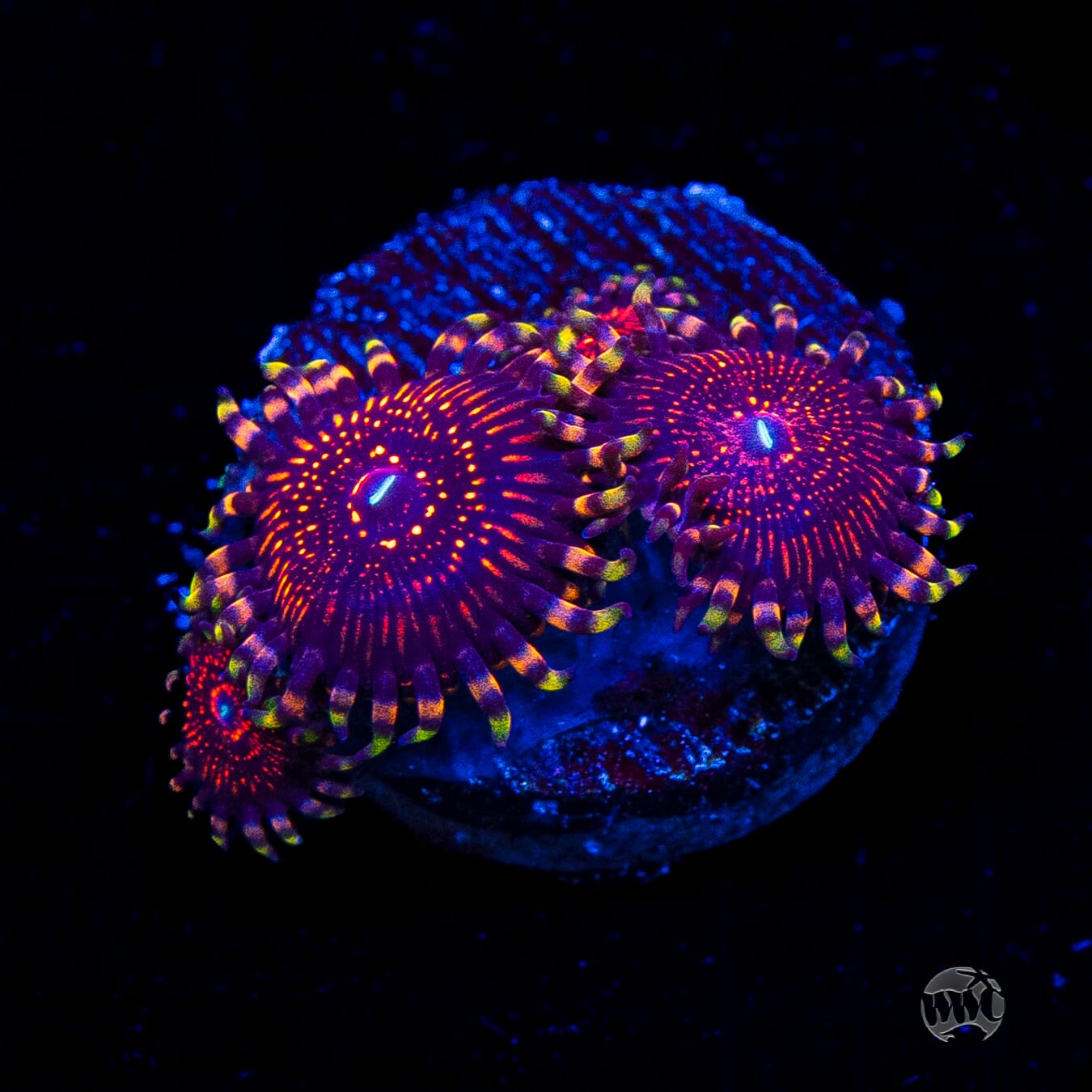 ARC Nightcrawler Zoanthids