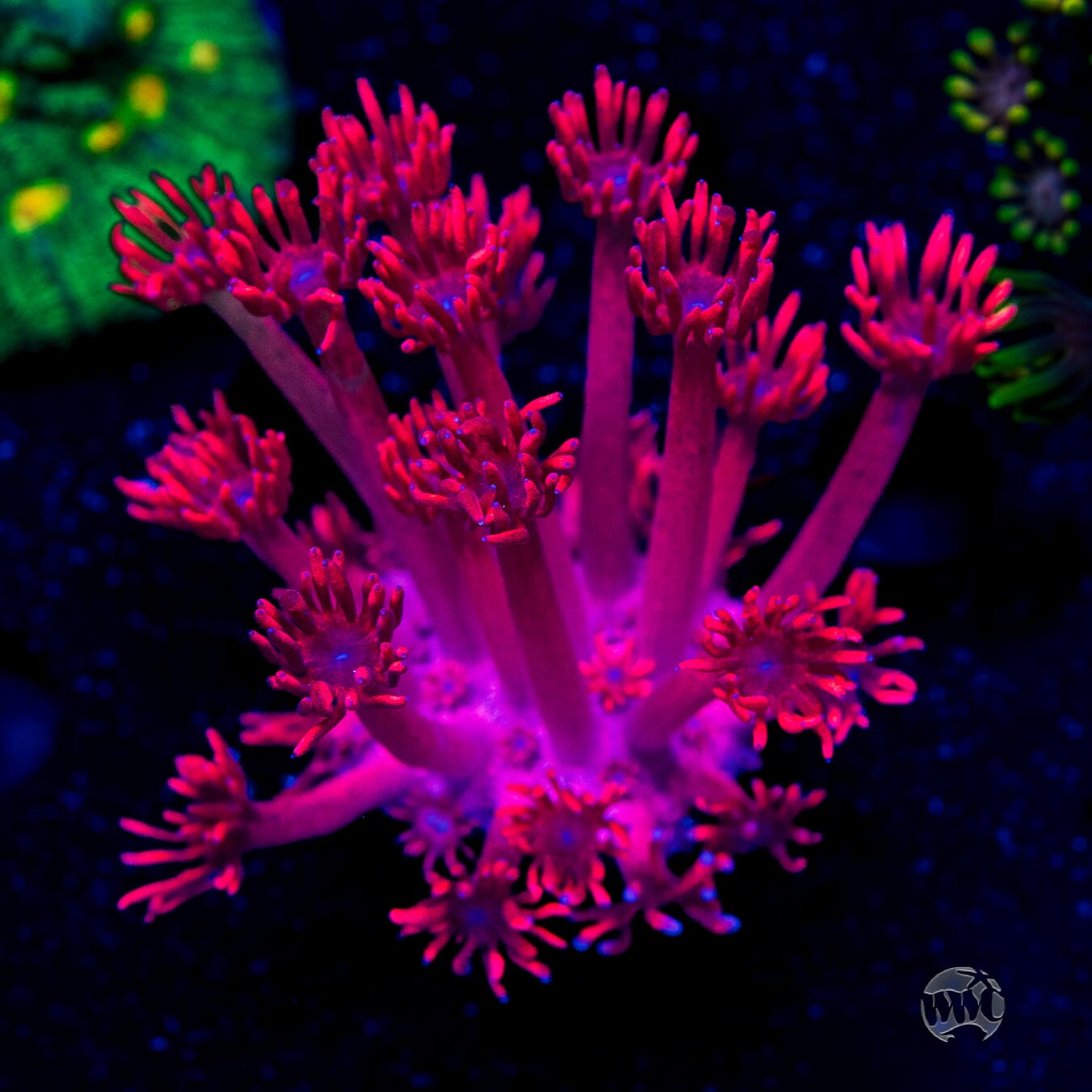 WWC Ruby Red Goniopora